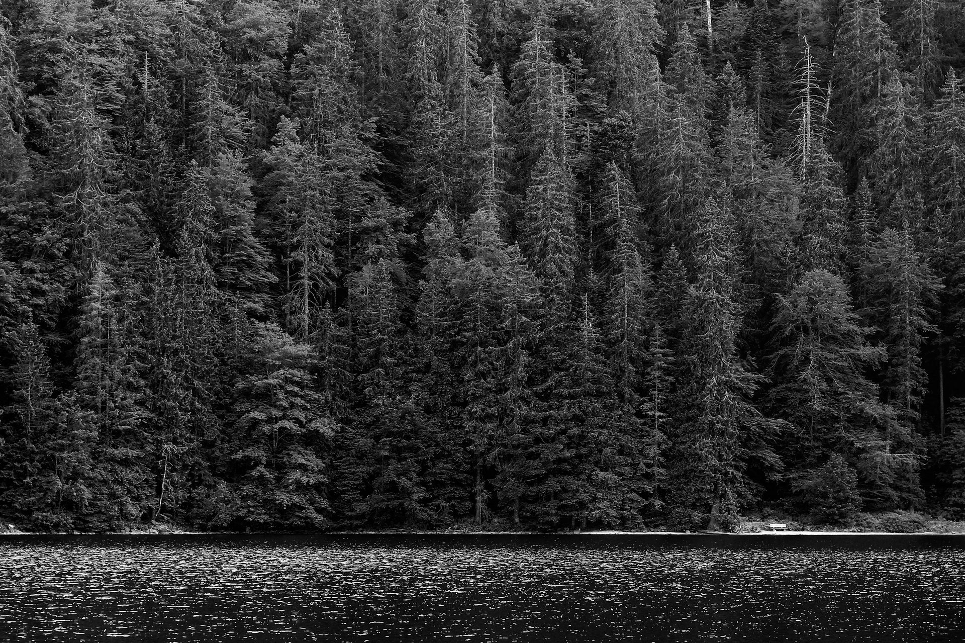 black painted house in the middle of the trees