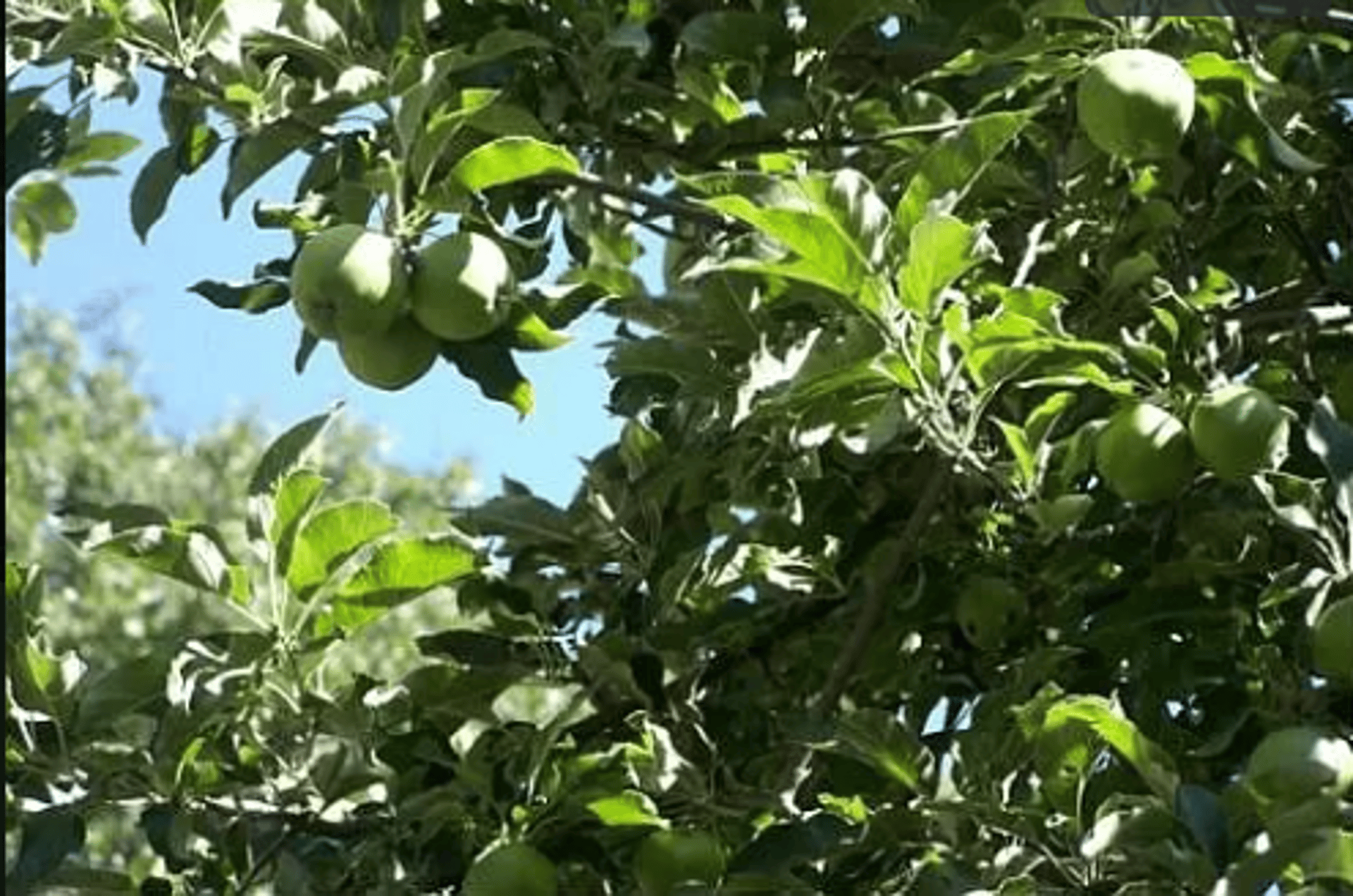 green pine trees on mountain during daytime
