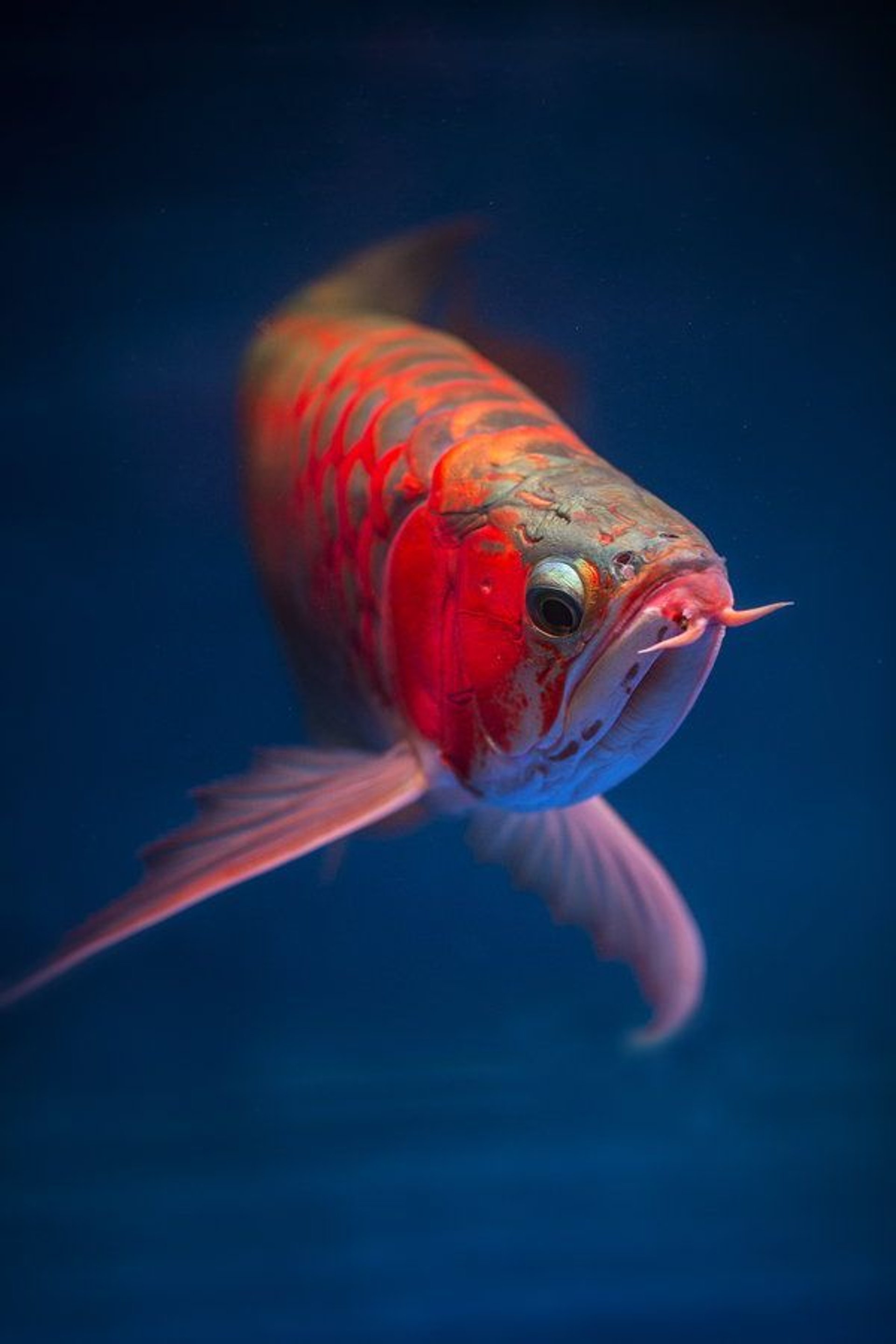 red and silver guppy fish