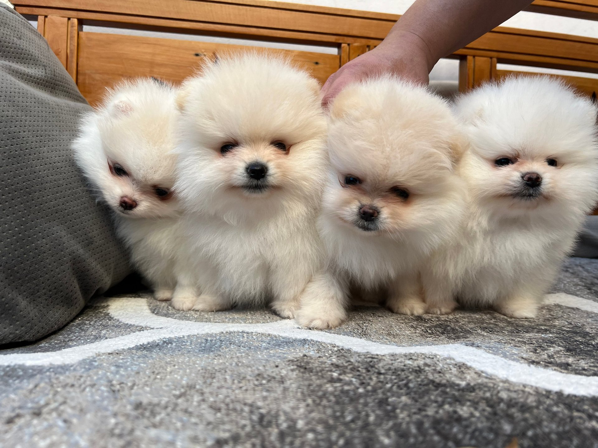 black and white bed linen