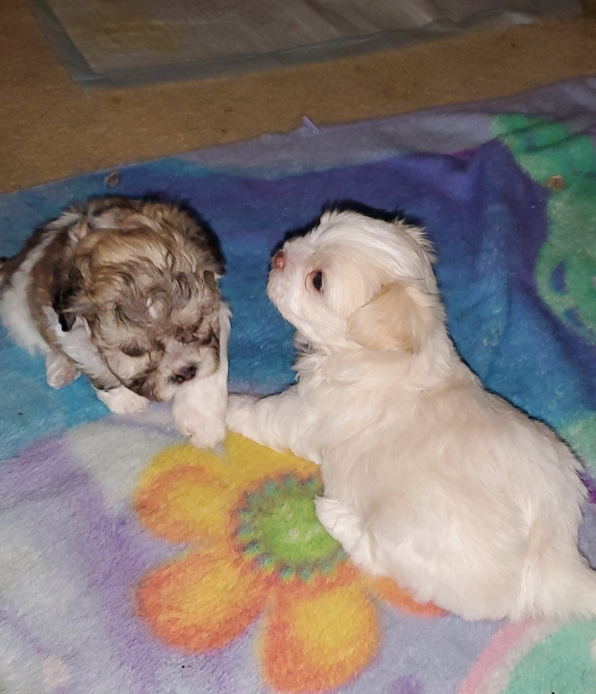 black and white bed linen