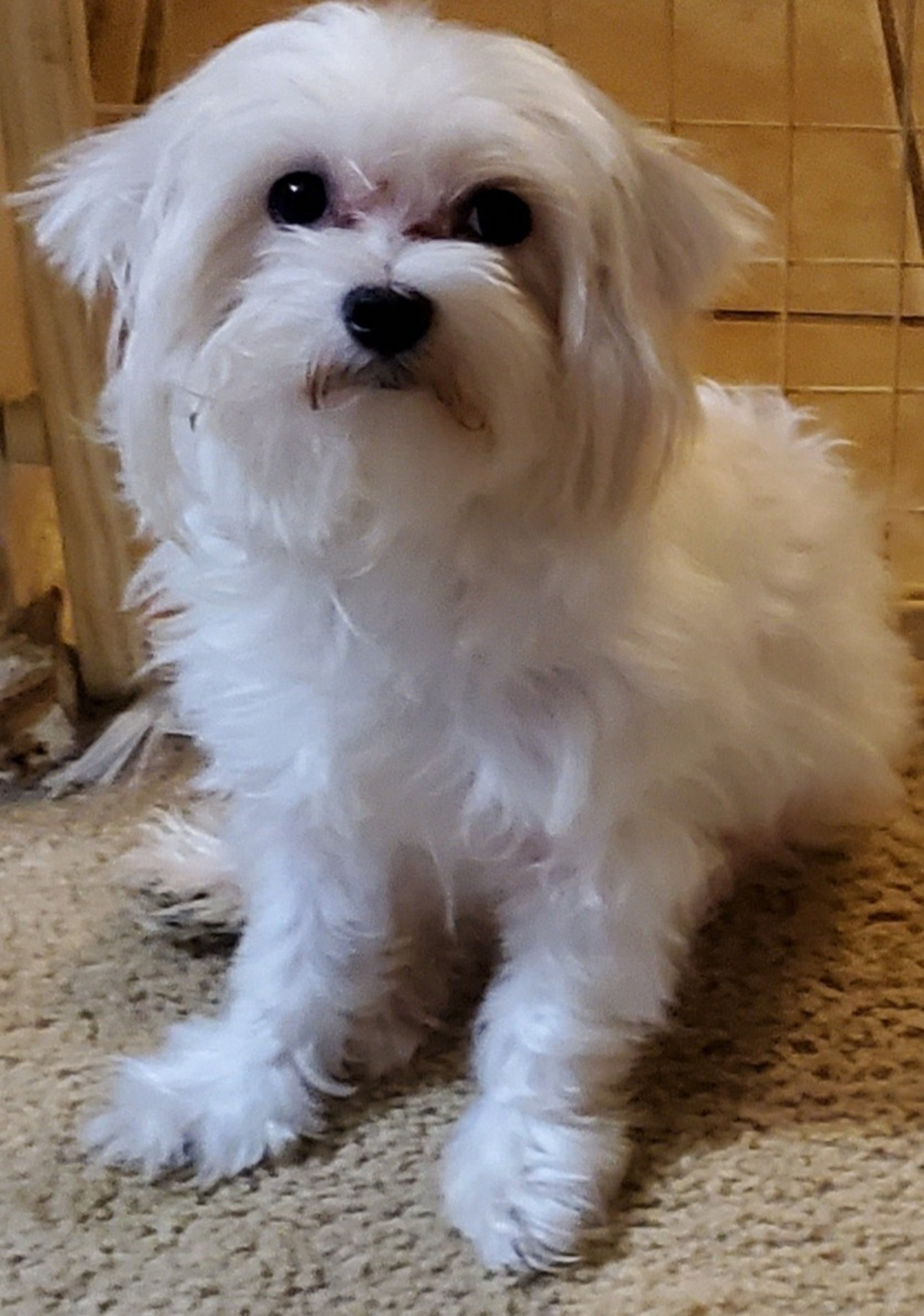 black and white bed linen