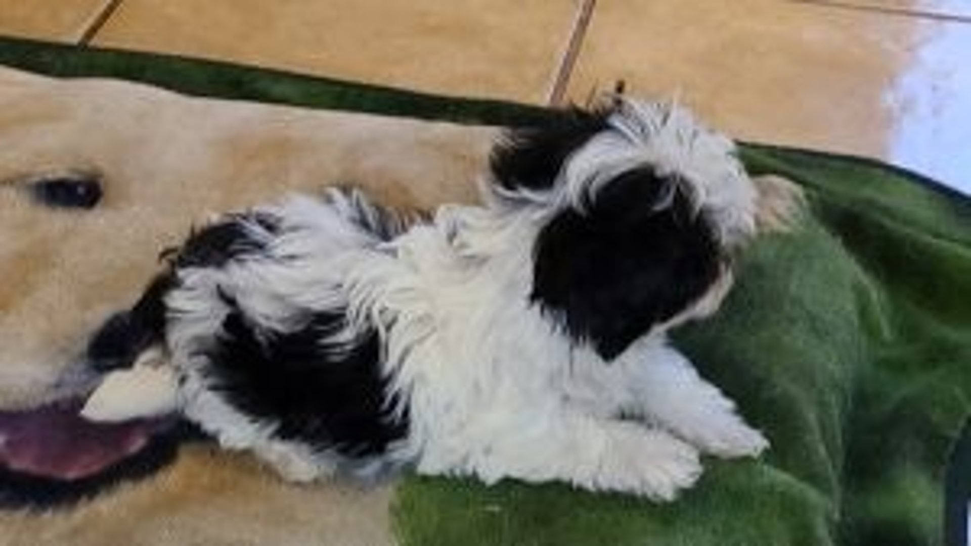 black and white bed linen