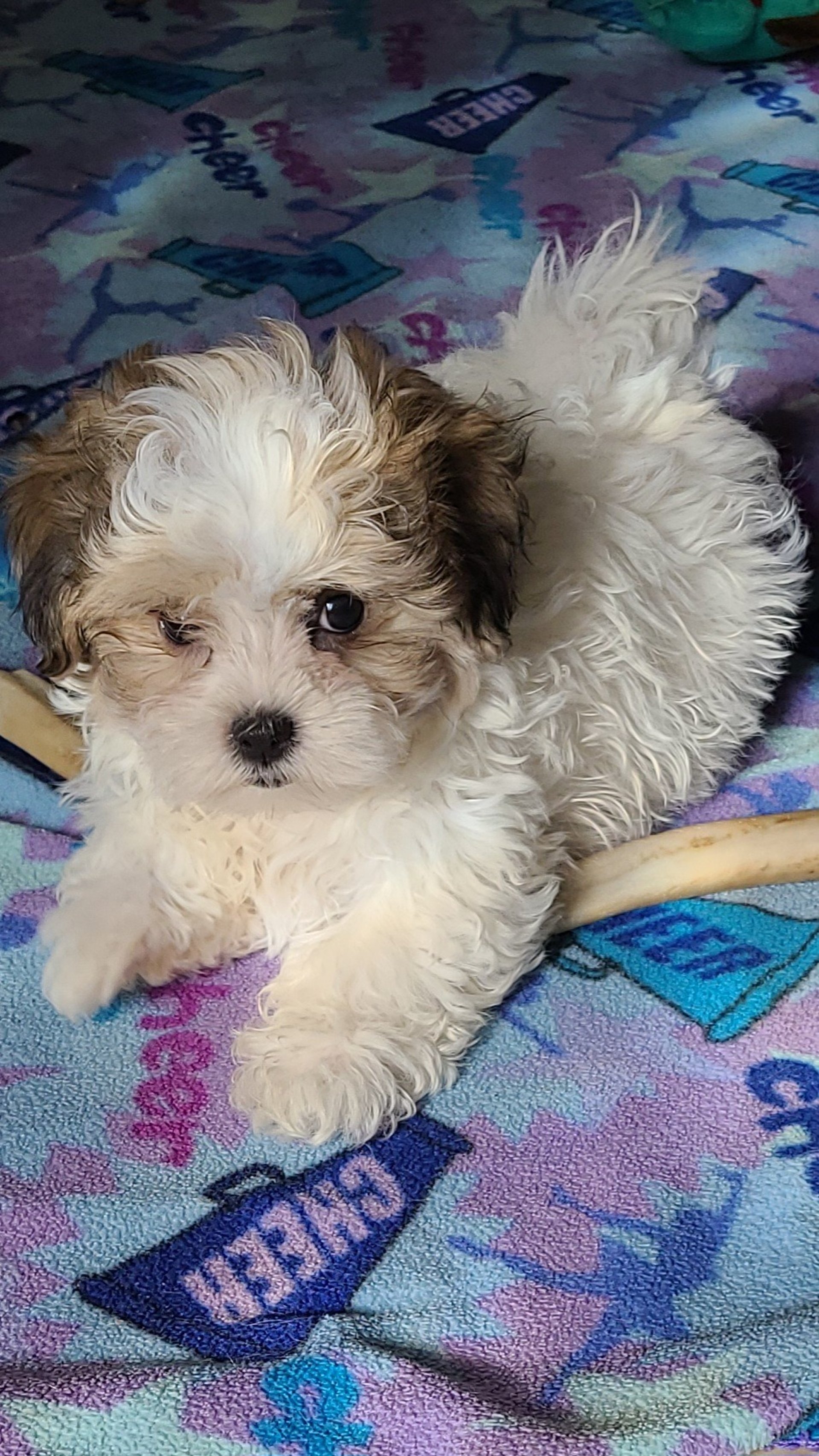 black and white bed linen