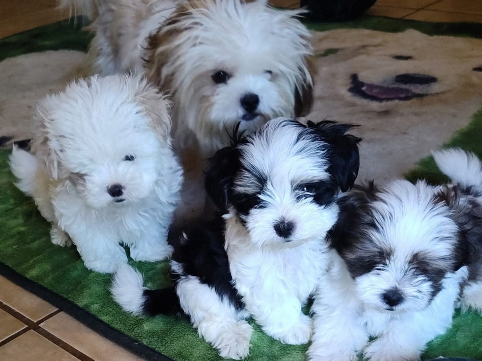 black and white bed linen