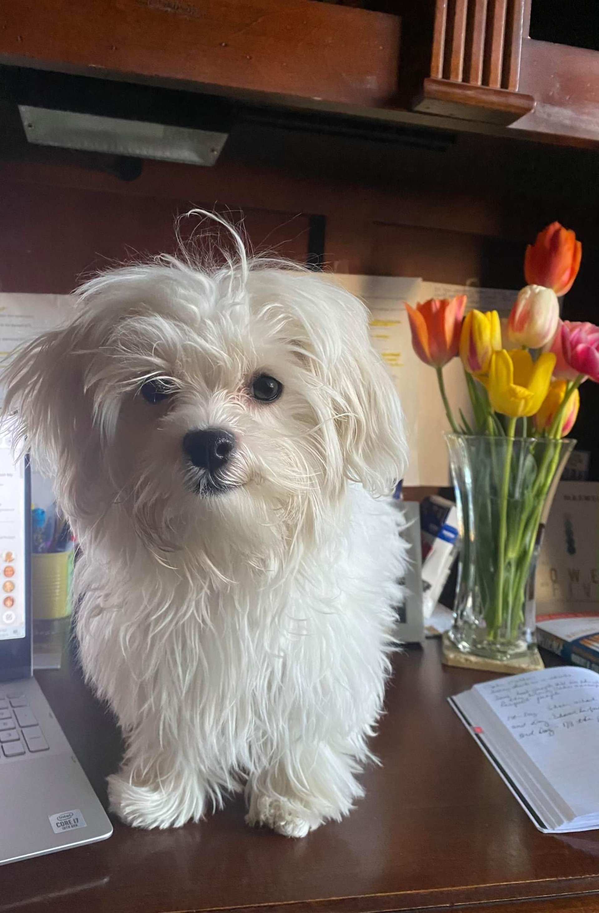 black and white bed linen