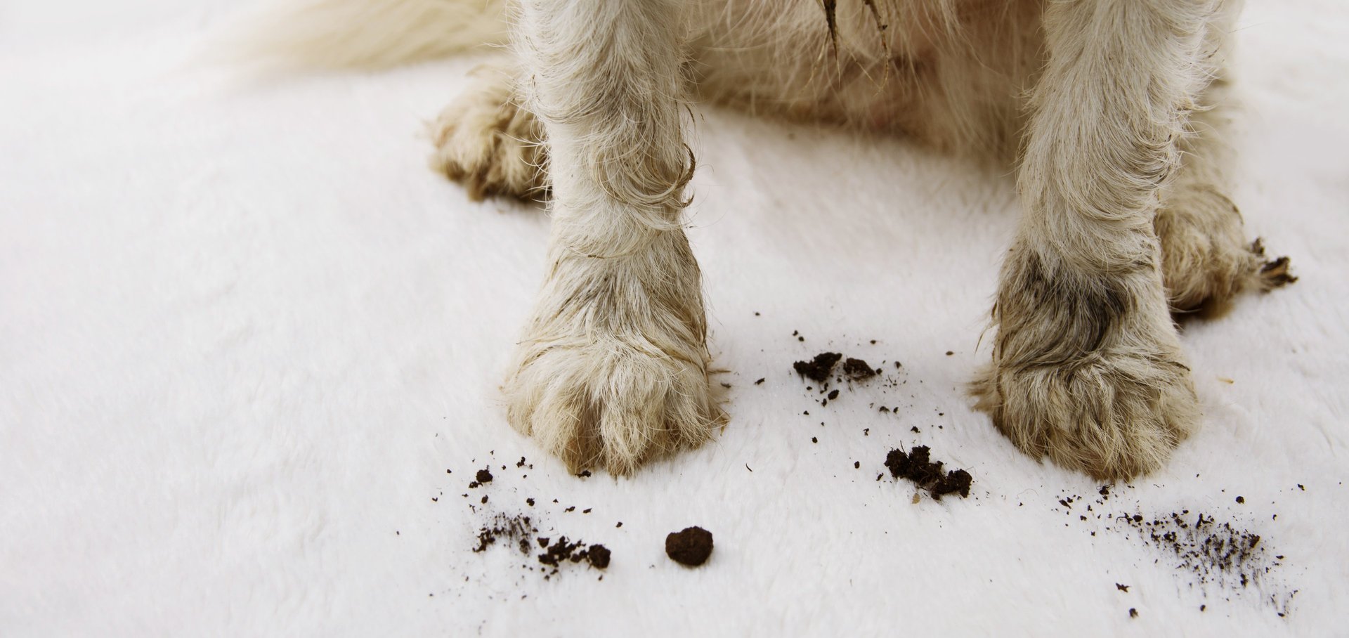 golden retriever puppy in close up photography