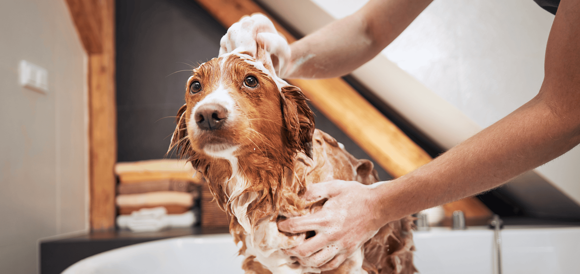 golden retriever puppy in close up photography
