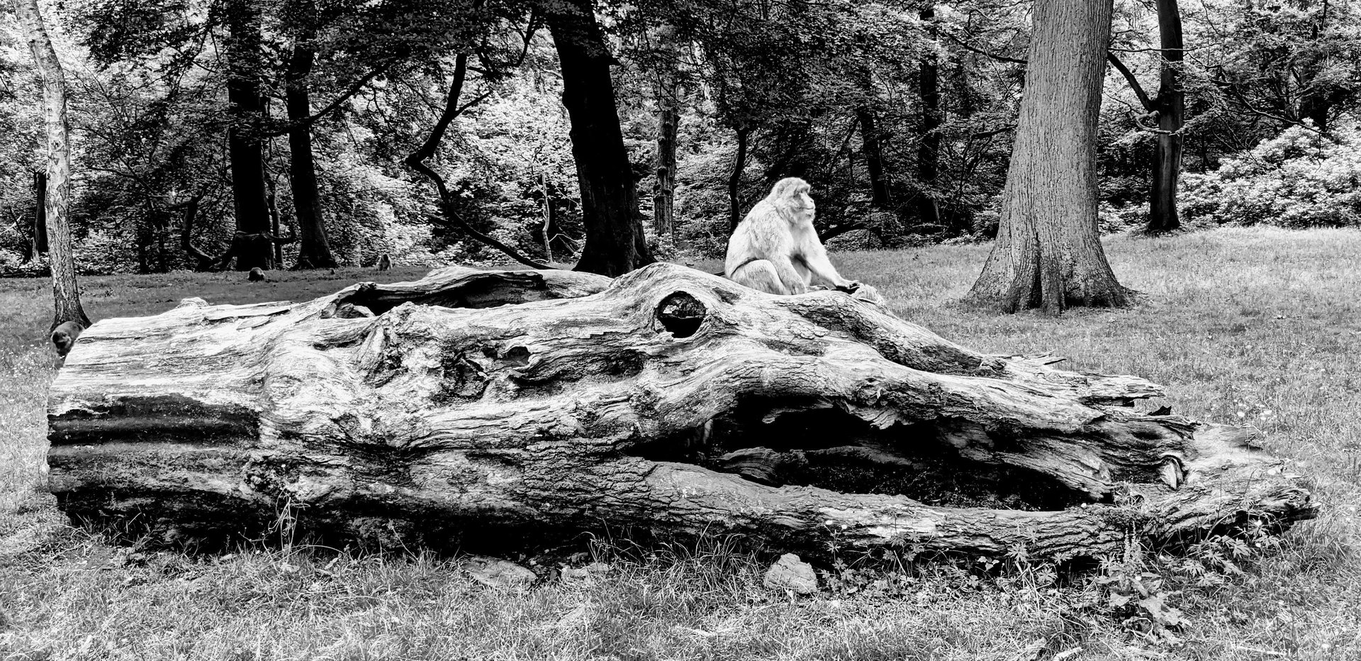 Trentham Monkey Forest