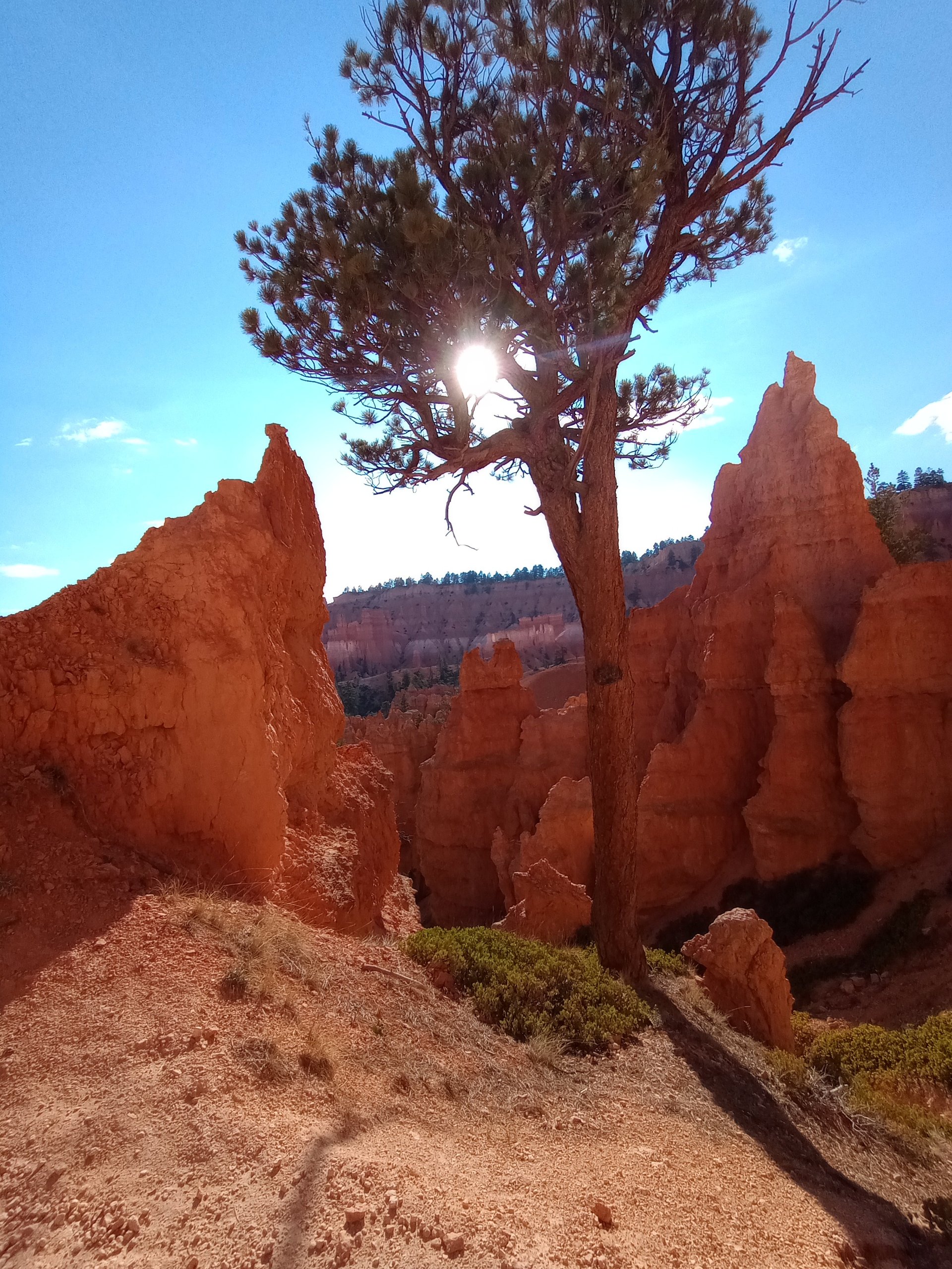 yellow sunflower field during daytime