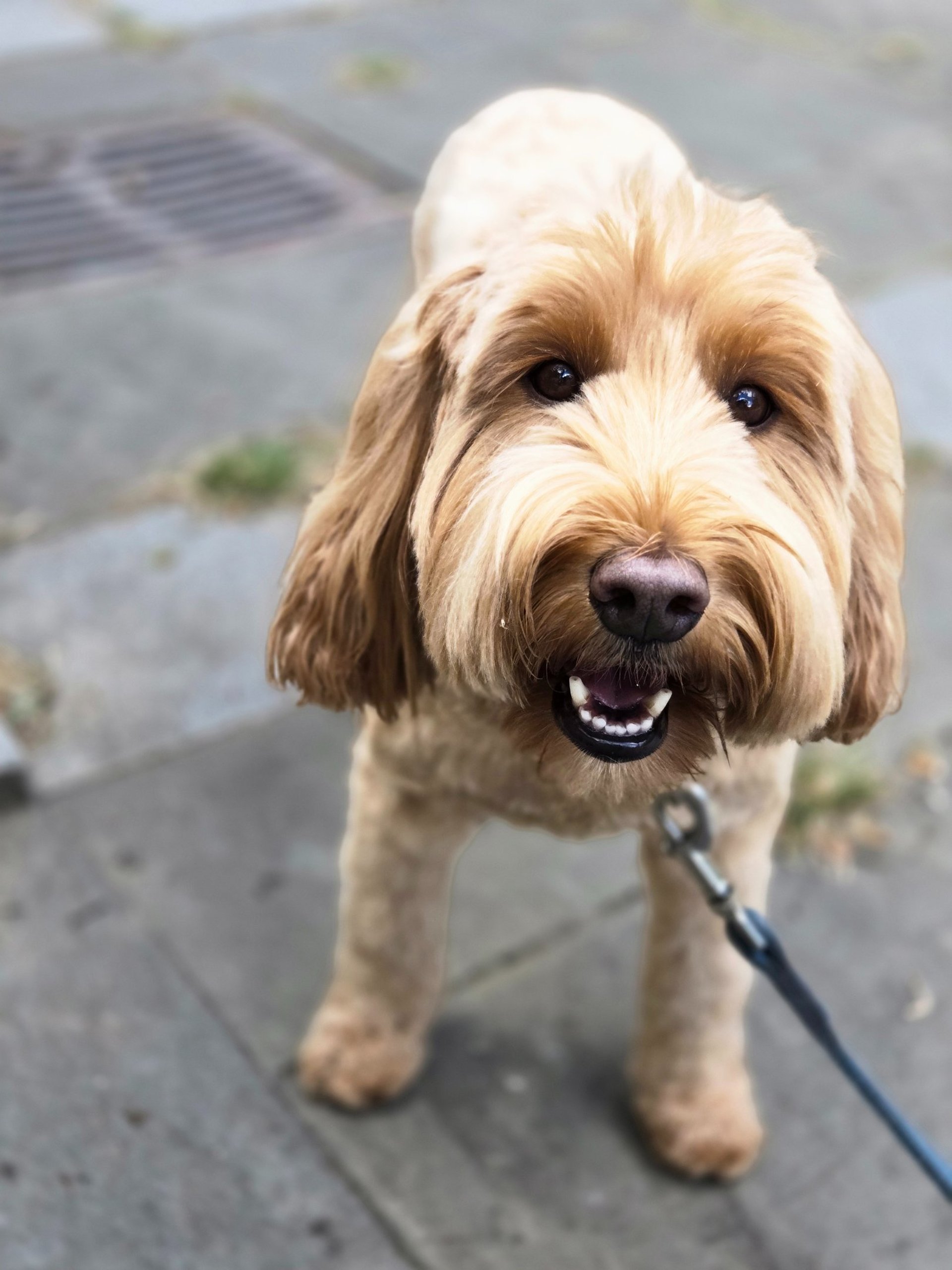 gray computer monitor