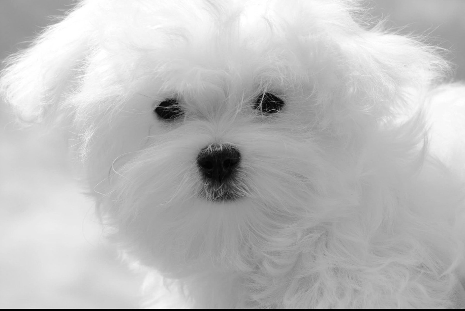 black and white bed linen