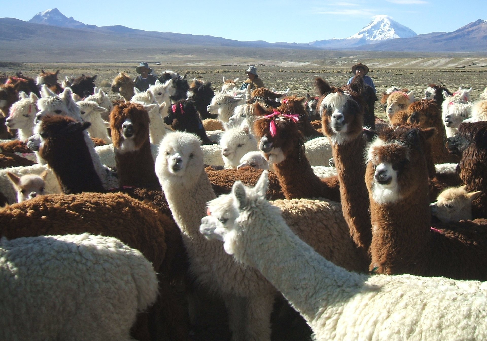 woman wearing yellow long-sleeved dress under white clouds and blue sky during daytime