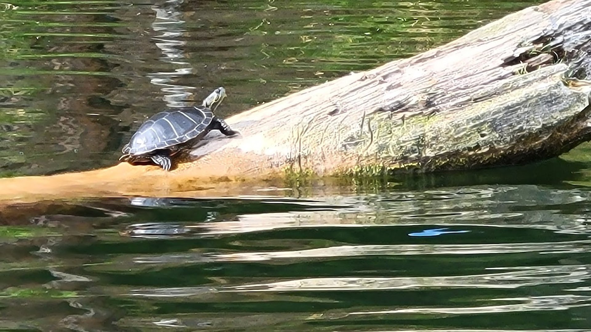 gray computer monitor