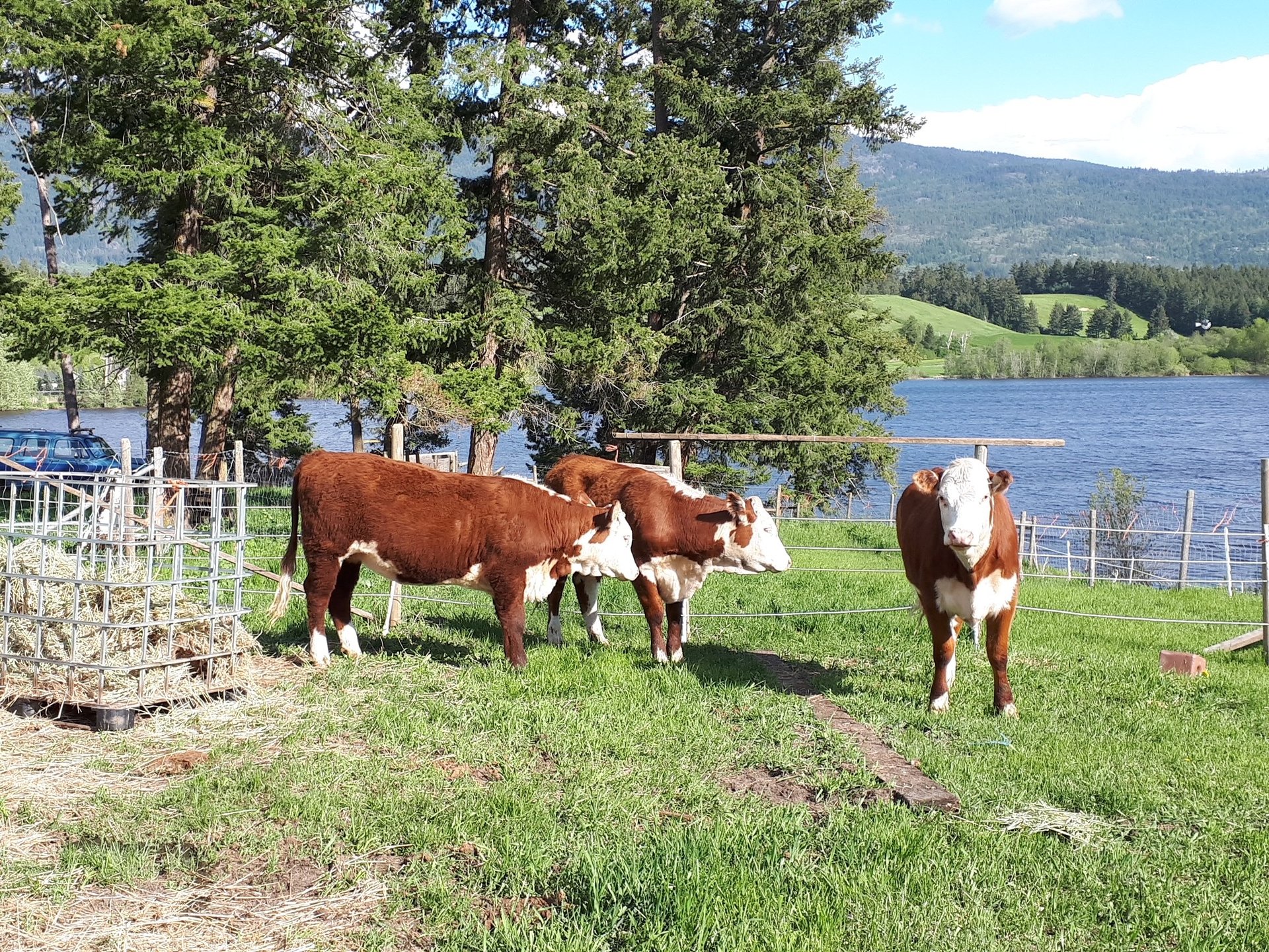 black and white bed linen