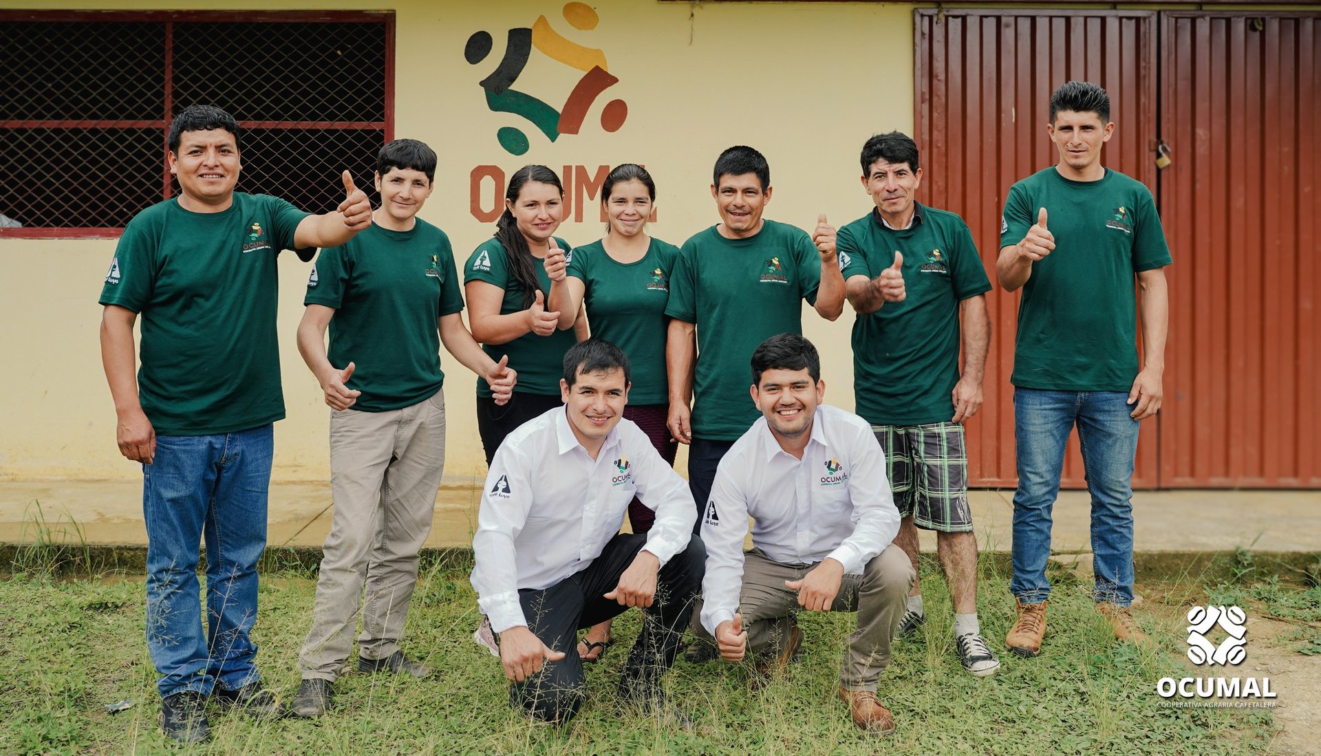 coffee beans are growing on a tree branch