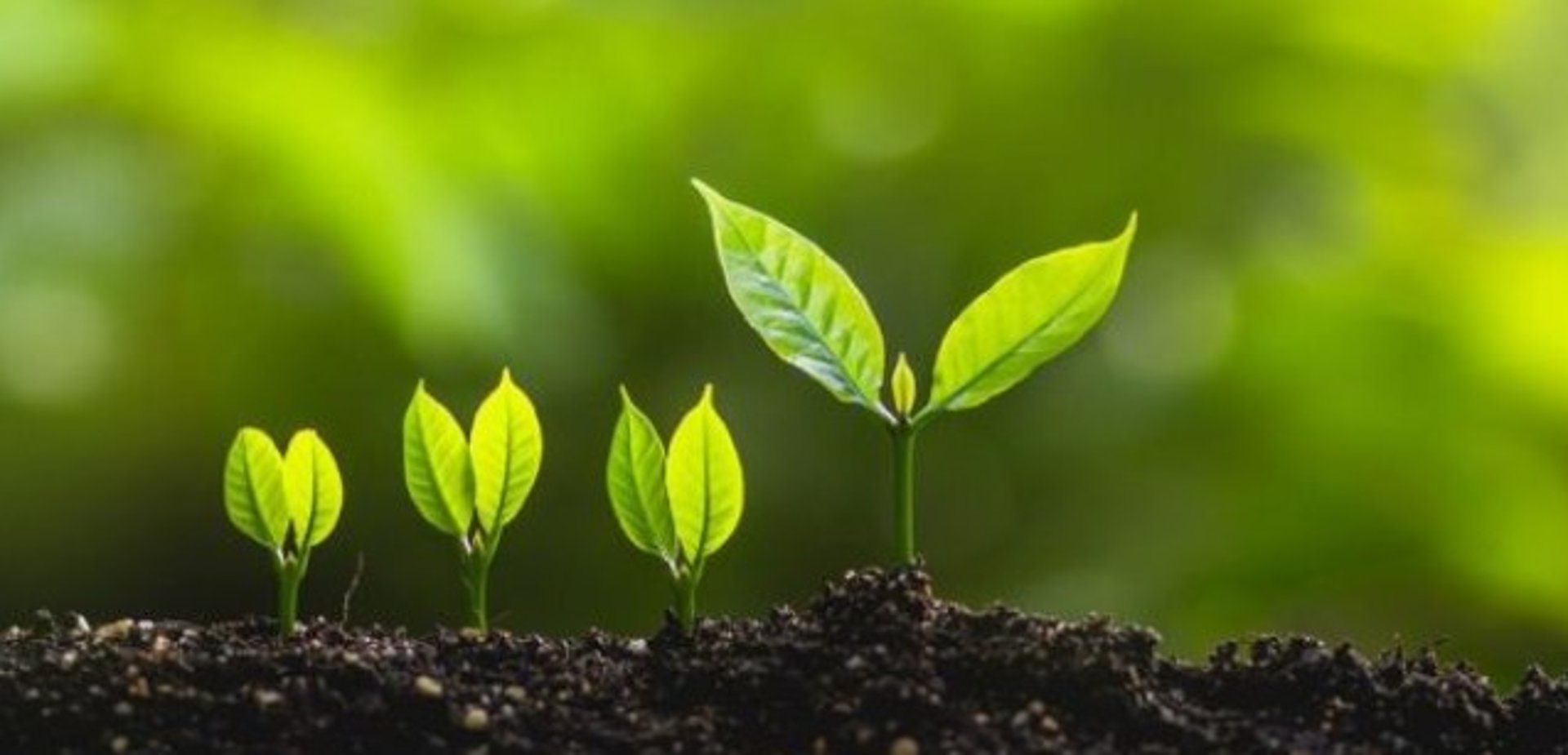 gray computer monitor