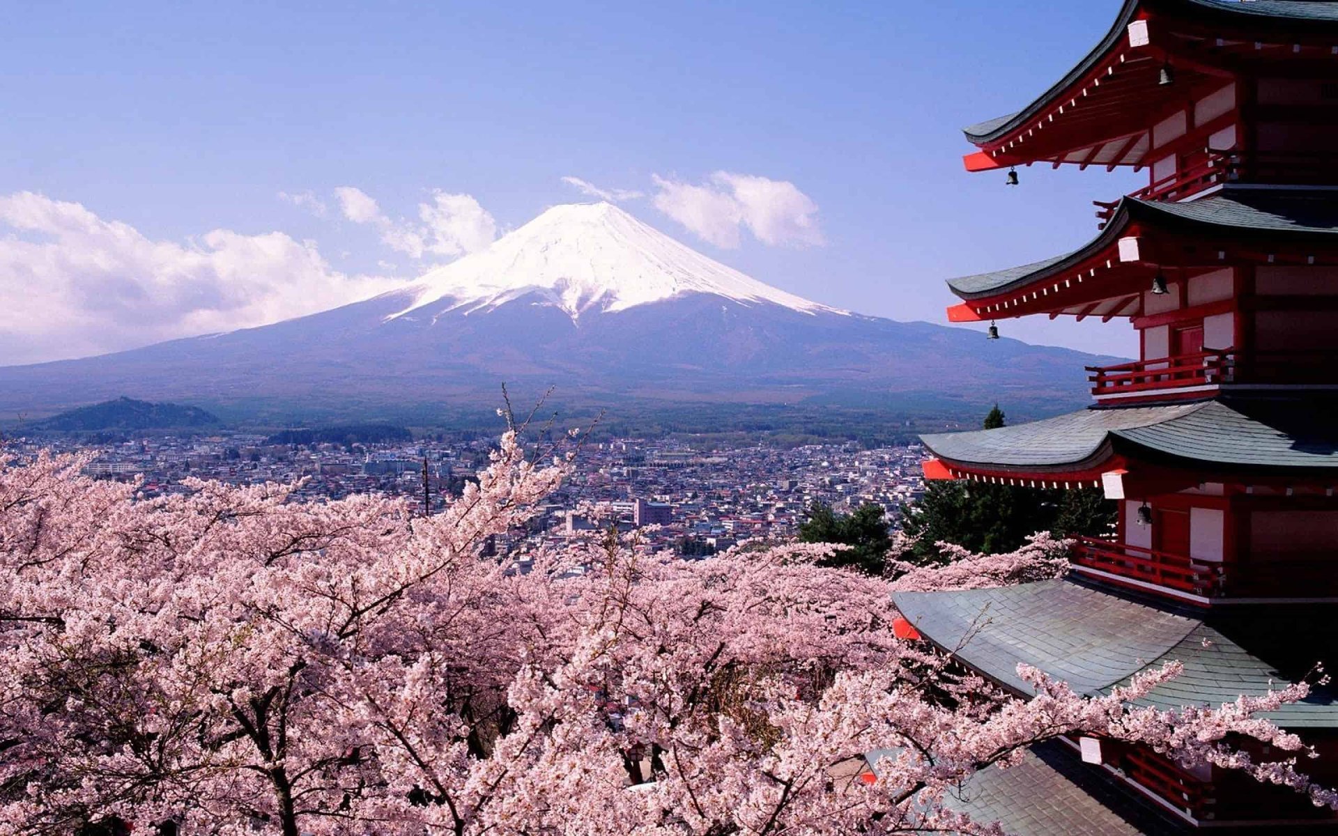 cherry blossom distance with Mount Fuji, Japan