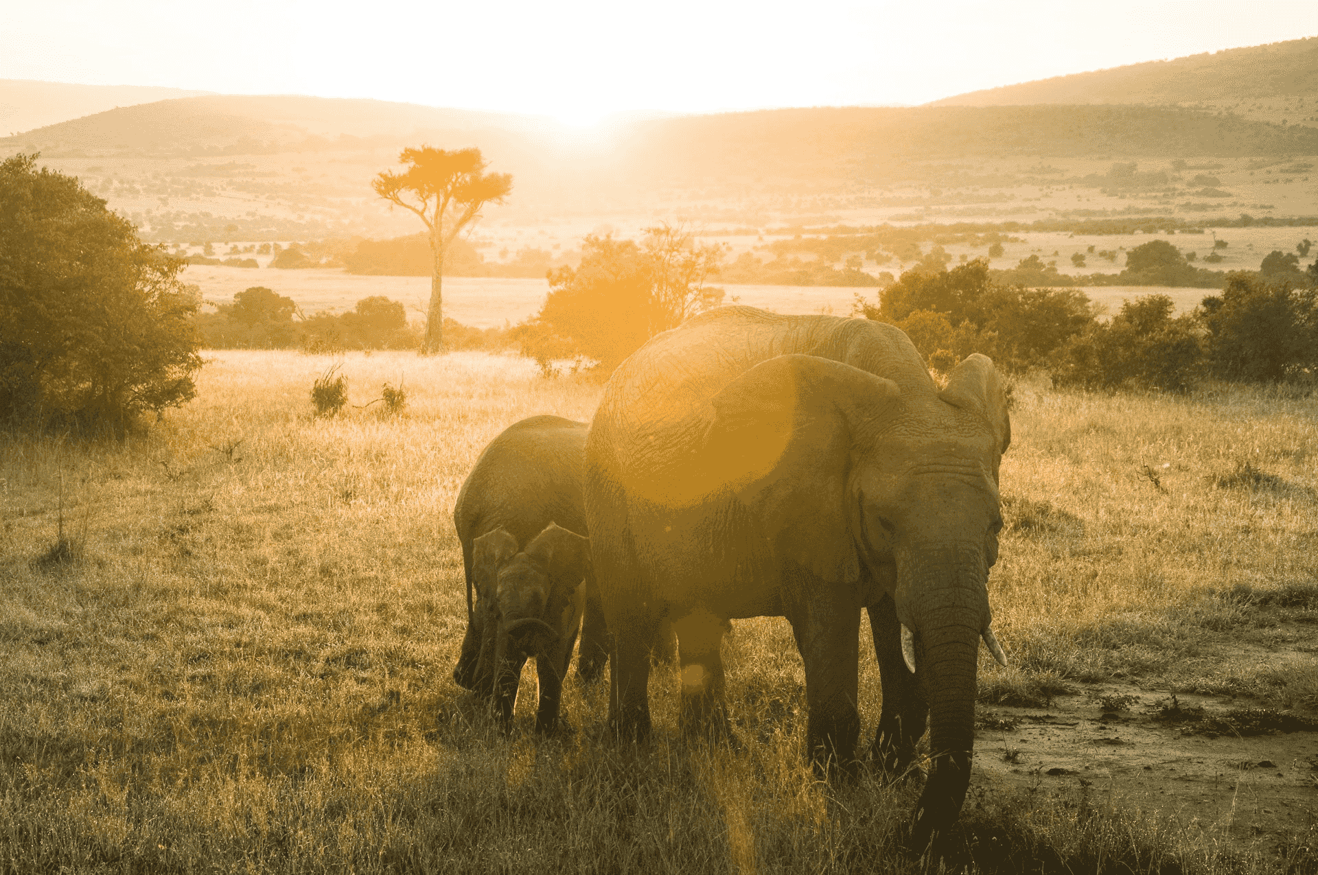 black and brown leather padded tub sofa
