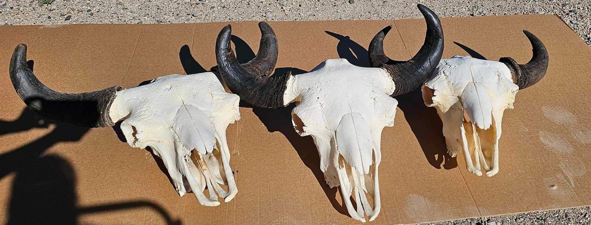 brown bison on green grass field during daytime