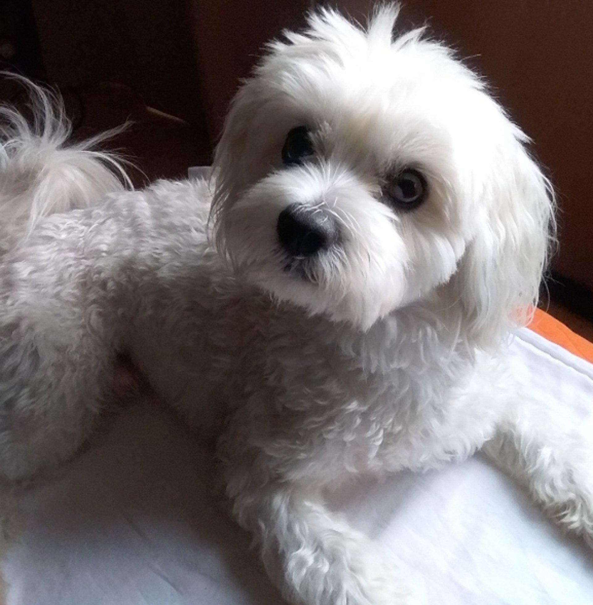 a group of small white dogs sitting next to each other