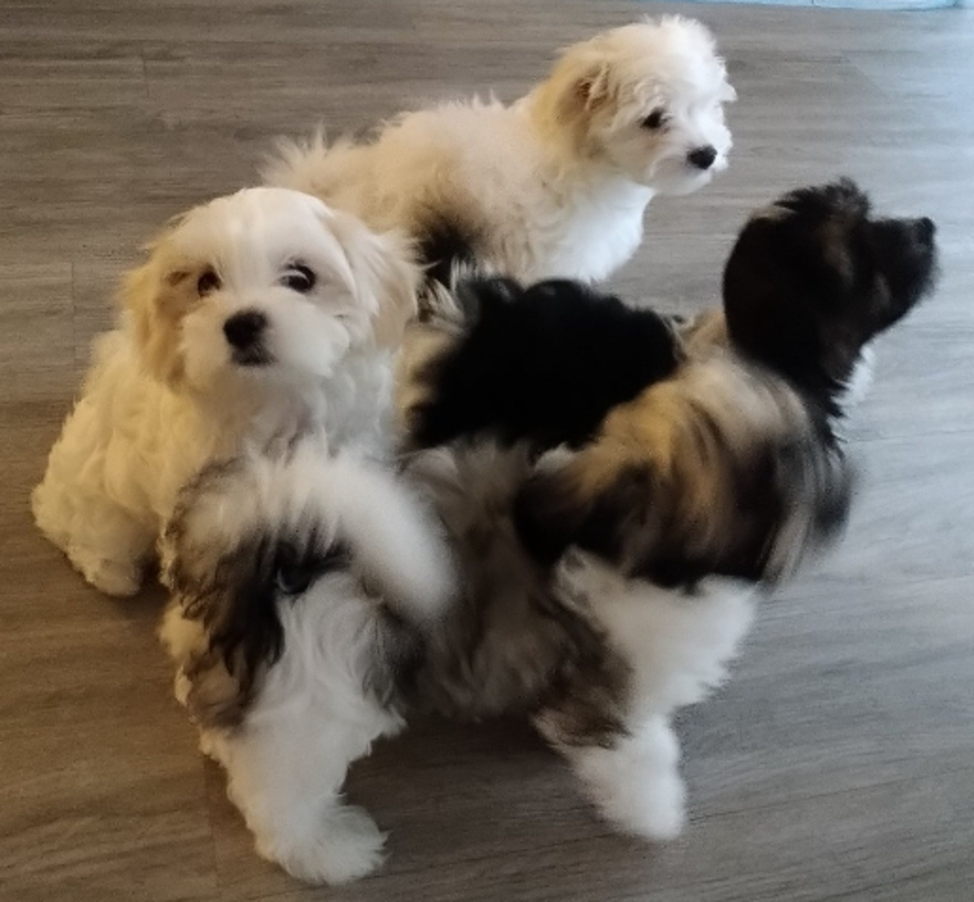 two playing dogs