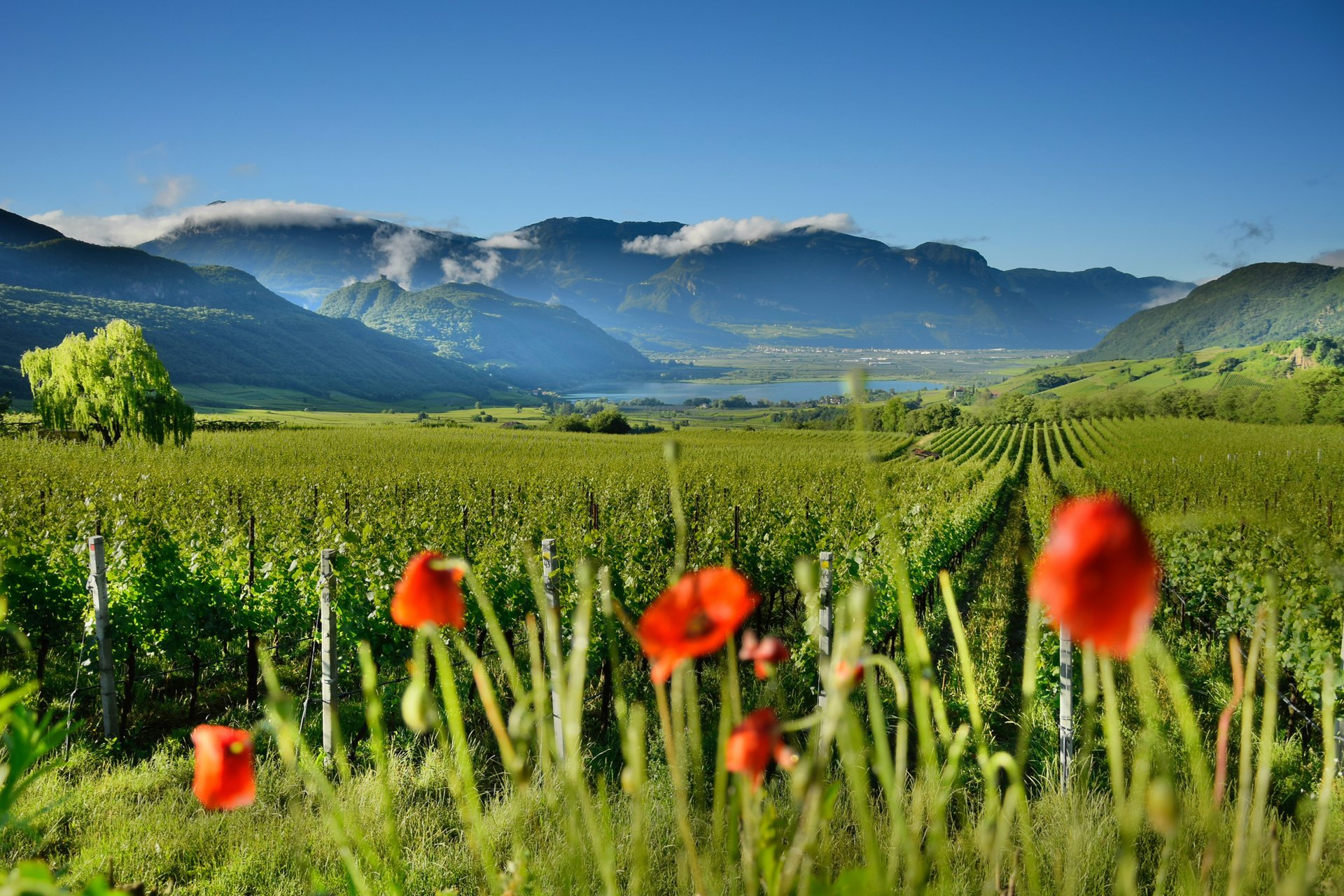 black blue and yellow textile