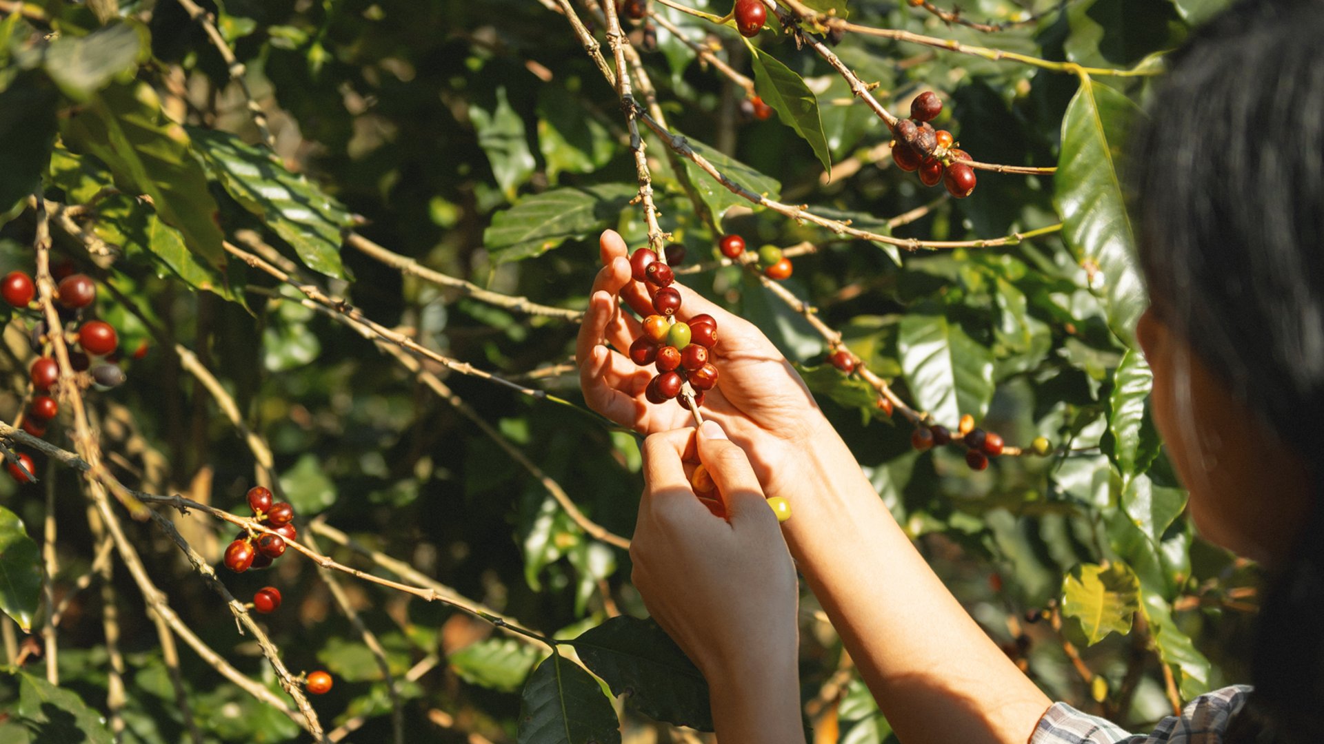 black blue and yellow textile