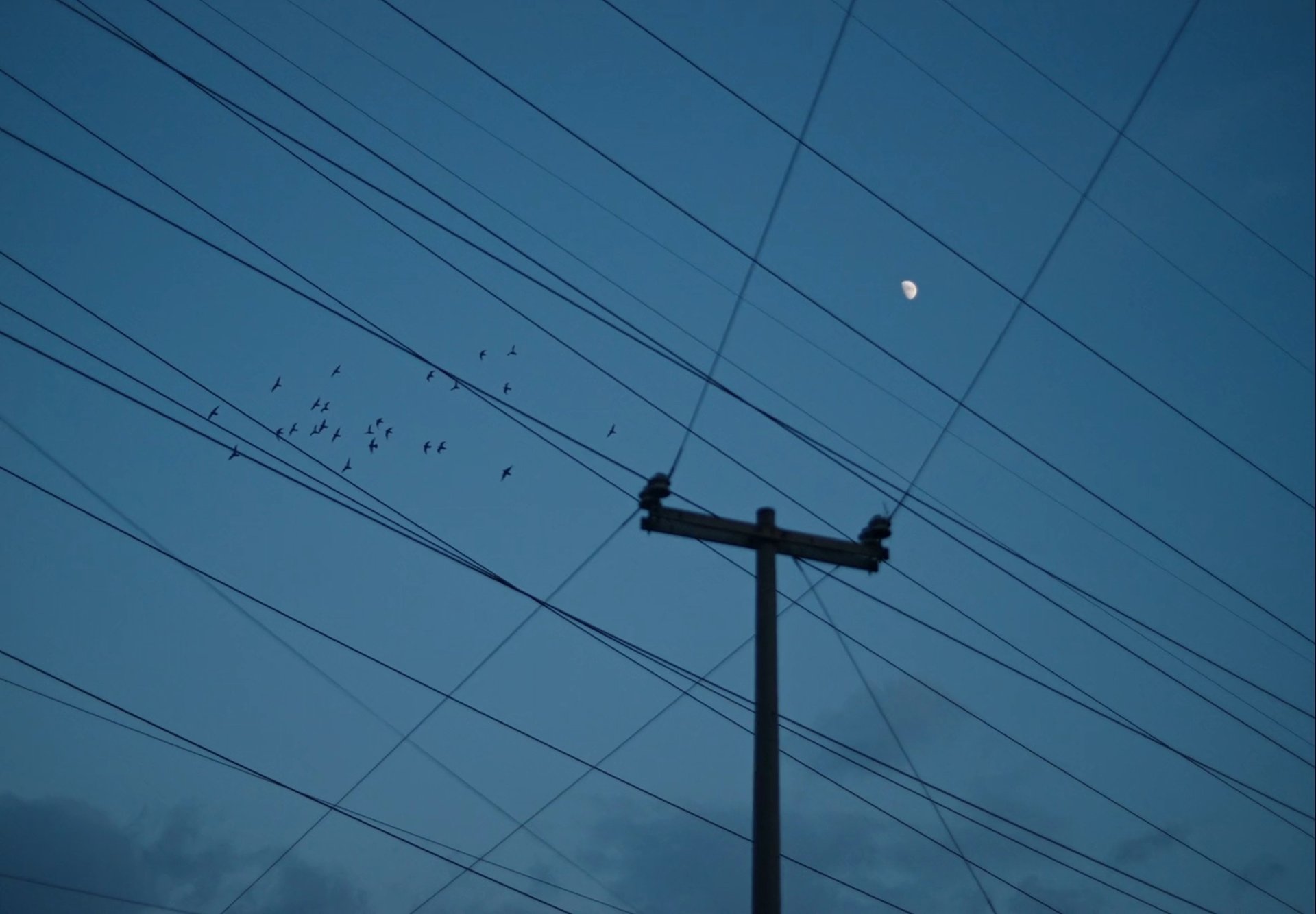 a tree with no leaves in front of a house