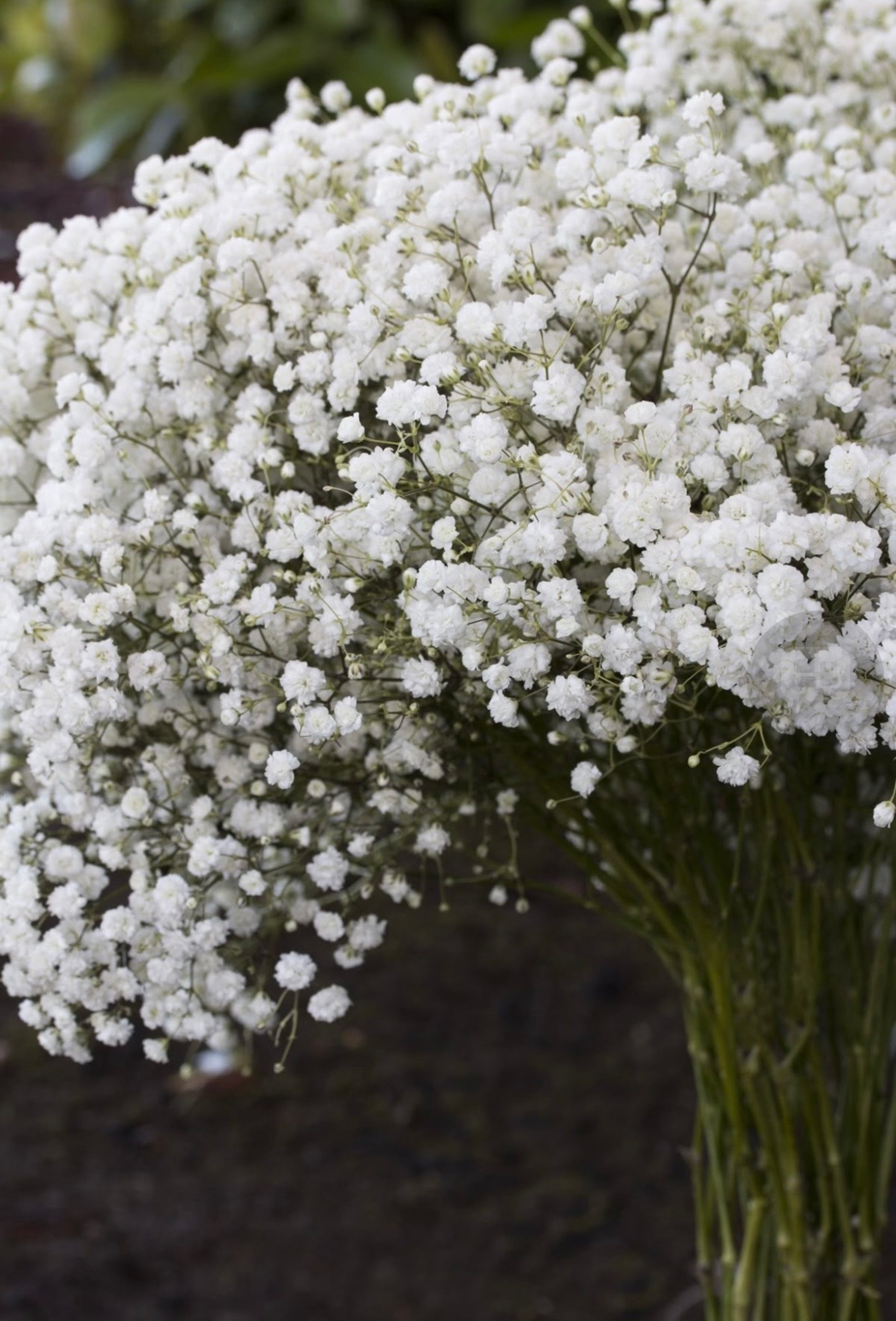 couple wearing silver-colored rings