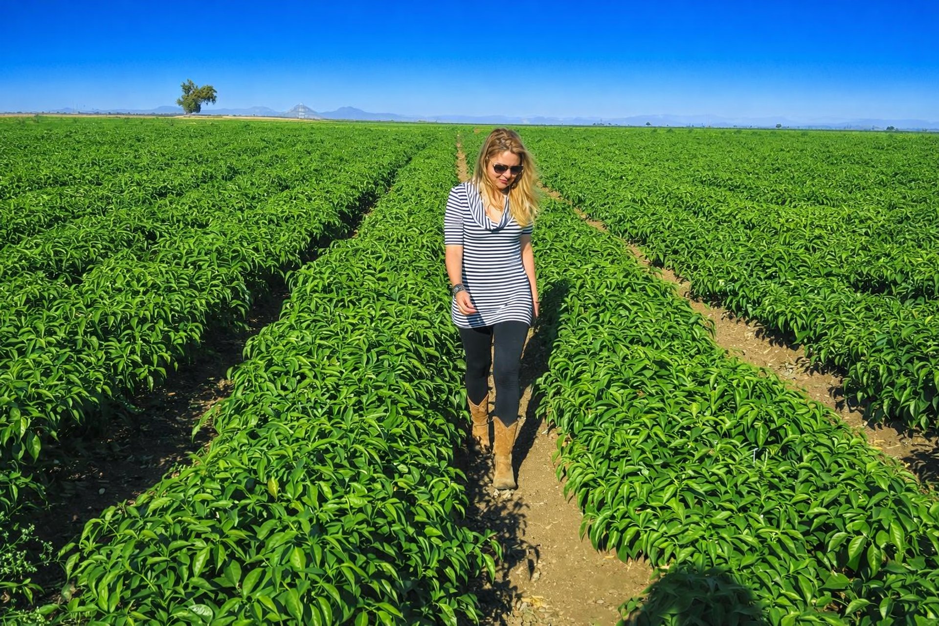 gray computer monitor