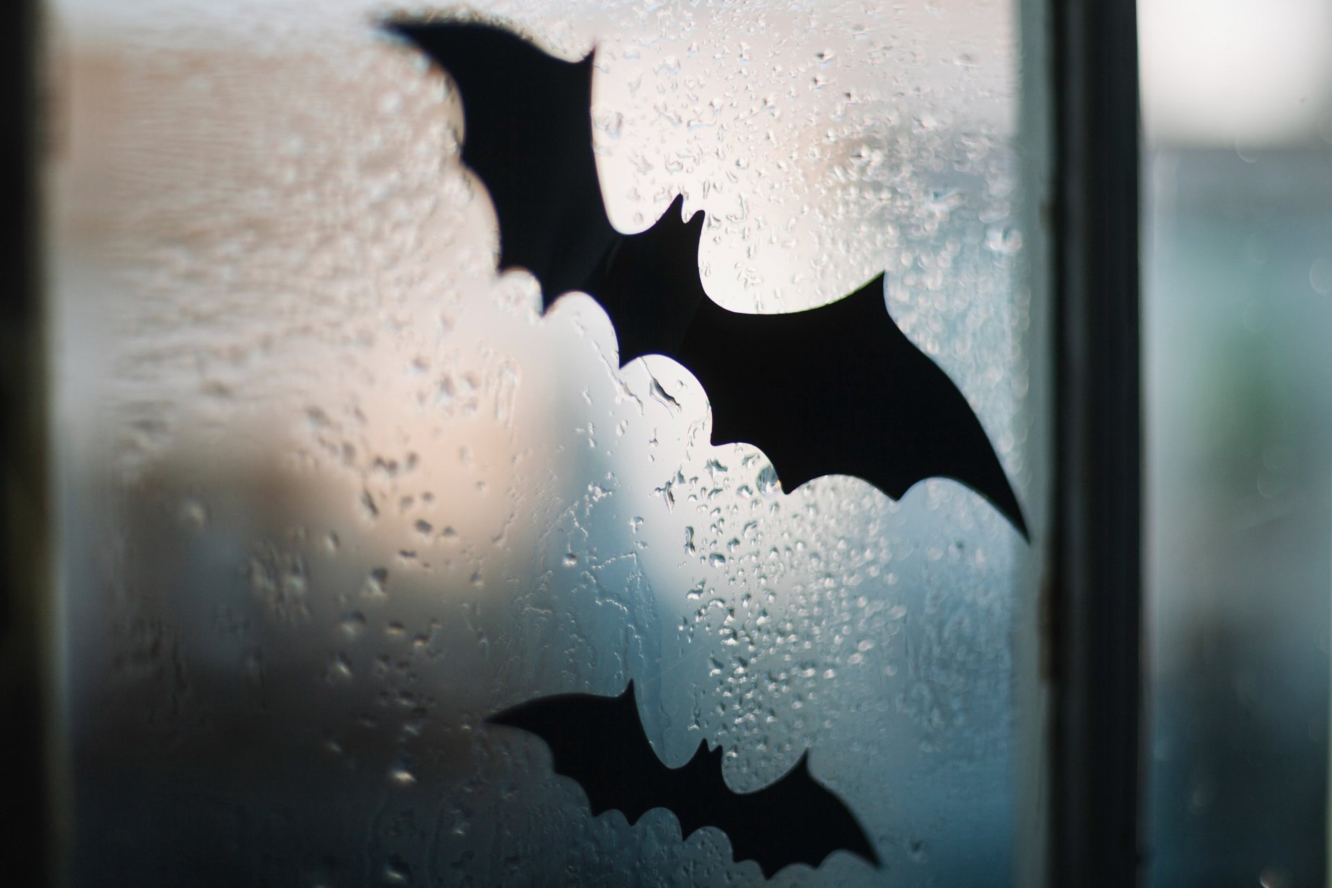 black bats illustration