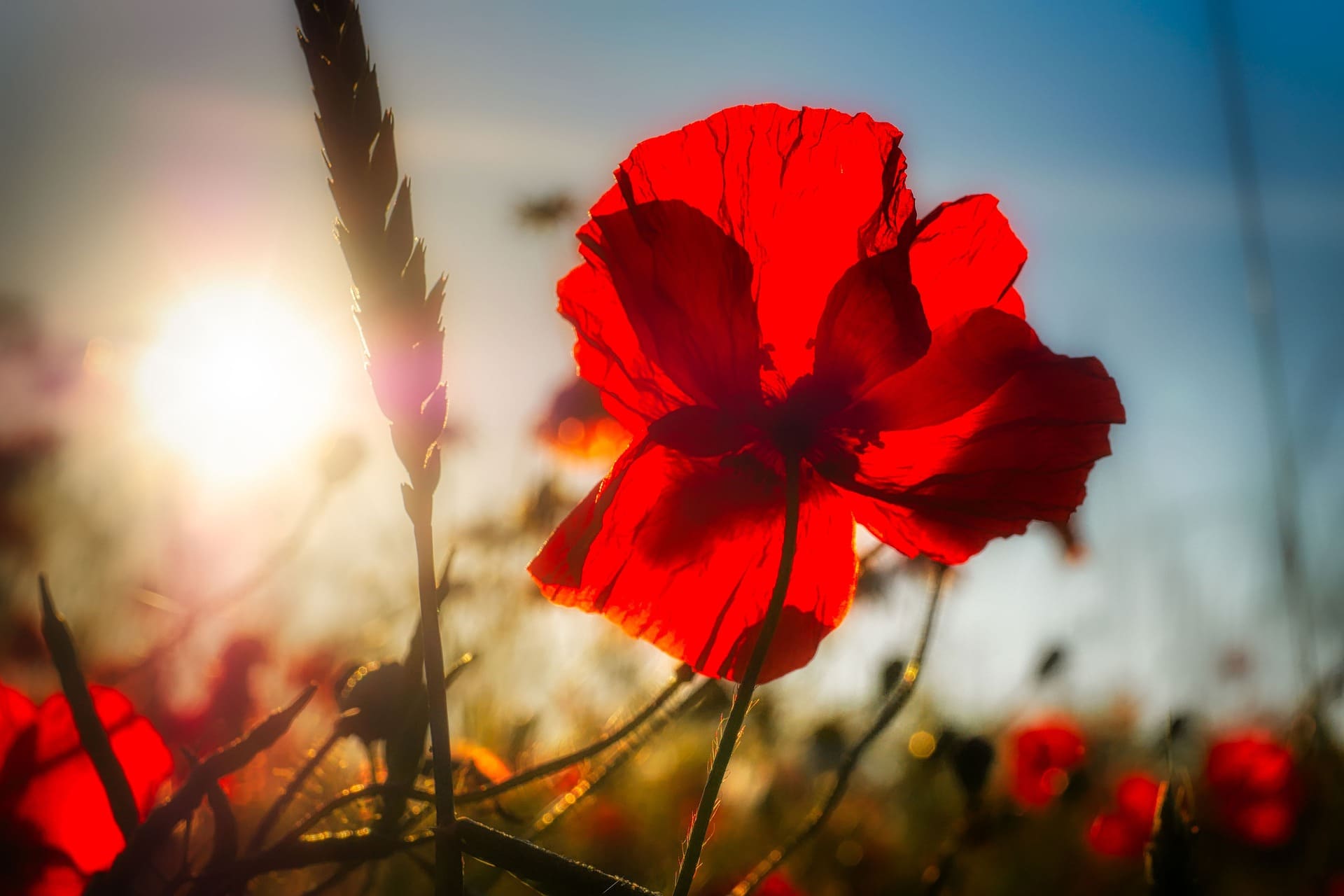 Imagée de fietzfotos représentant un joli coquelicot avec le soleil en arrière plan.