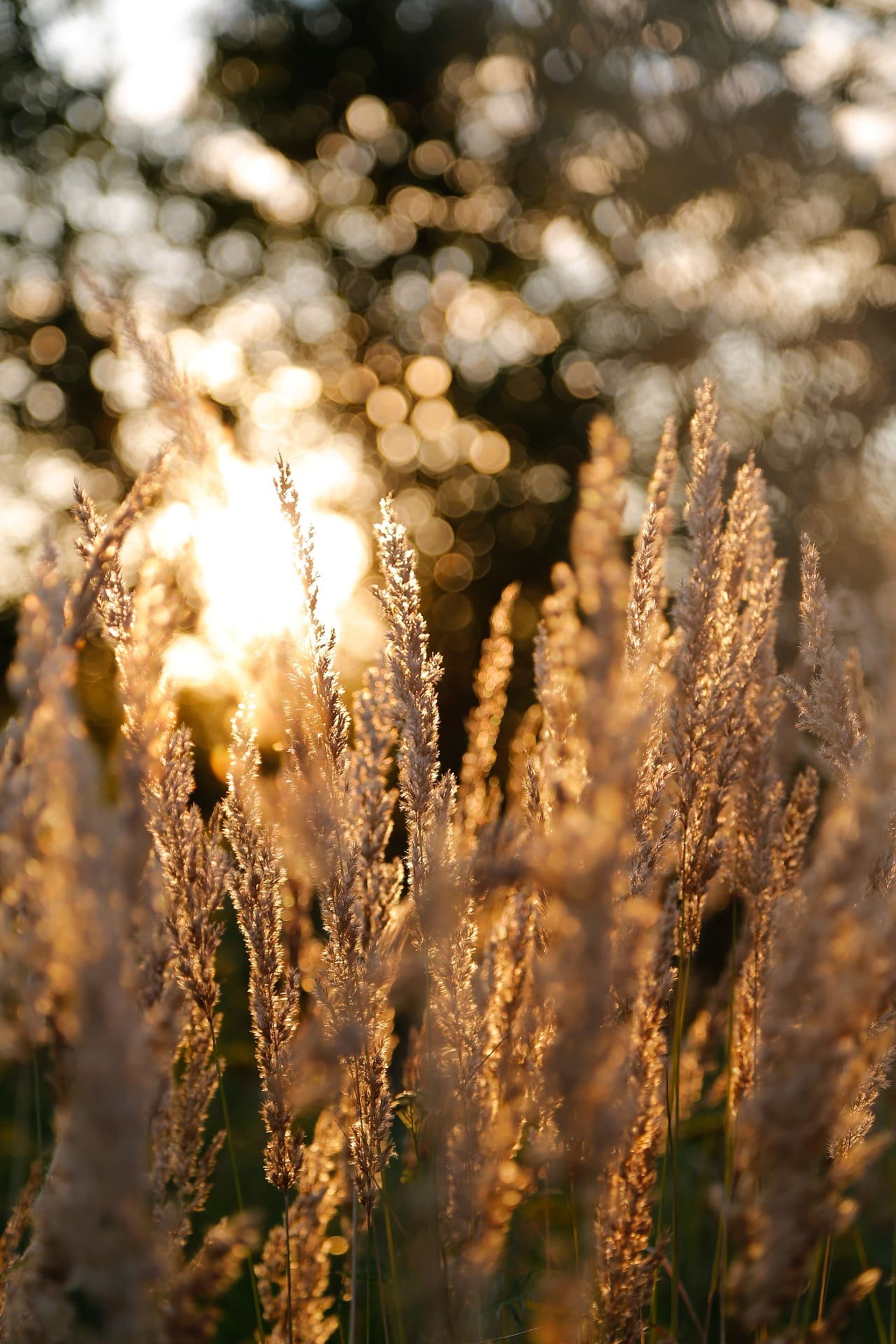 Imagée de MaxMijagi qui montrer des herbes avec le reflet du soleil. Une ambiance douce dans les tons dorés/argentés