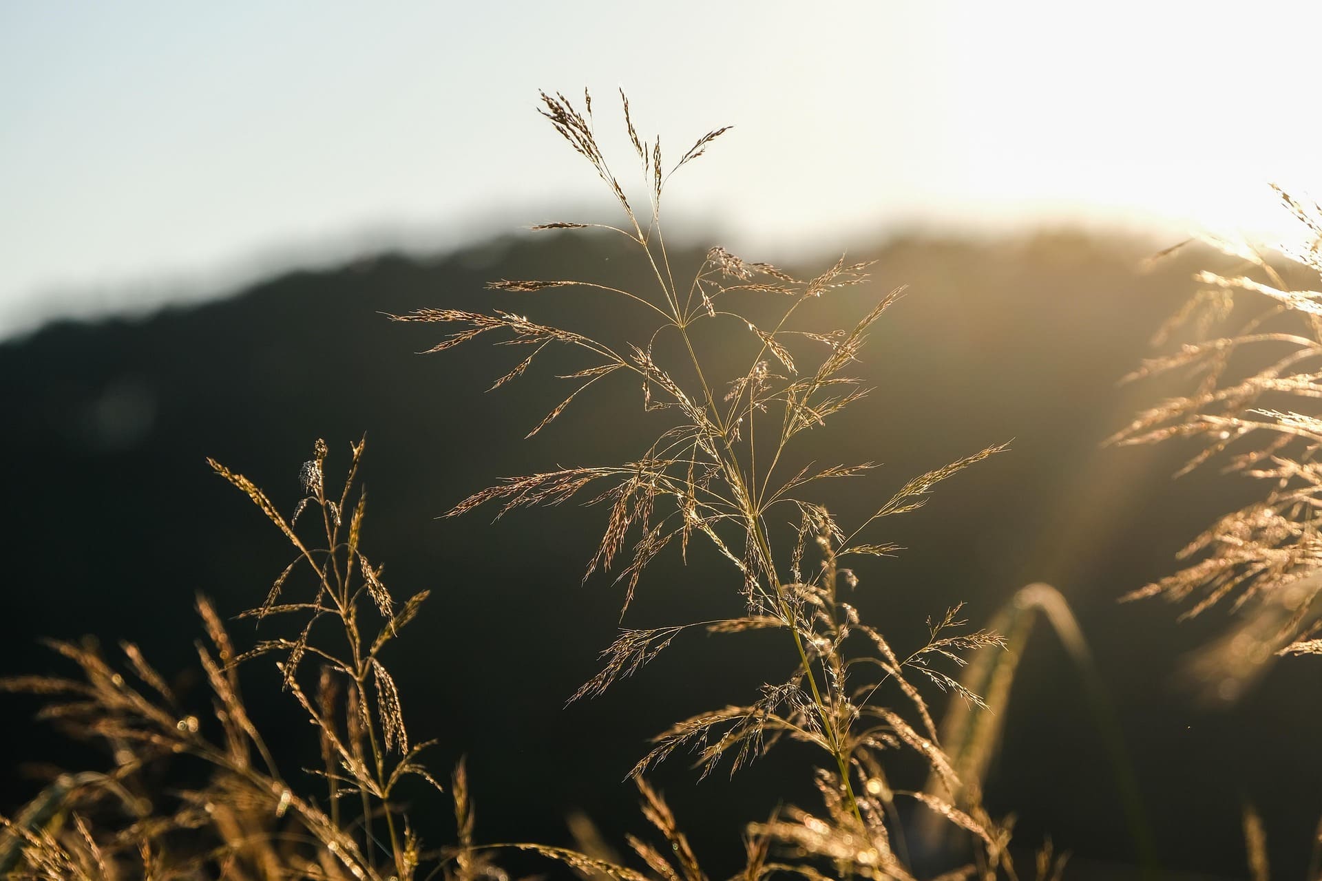 Image de NickyPe qui représente des brins d'herbes dorés avec une lumière dorée provoquée par le coucher du soleil.