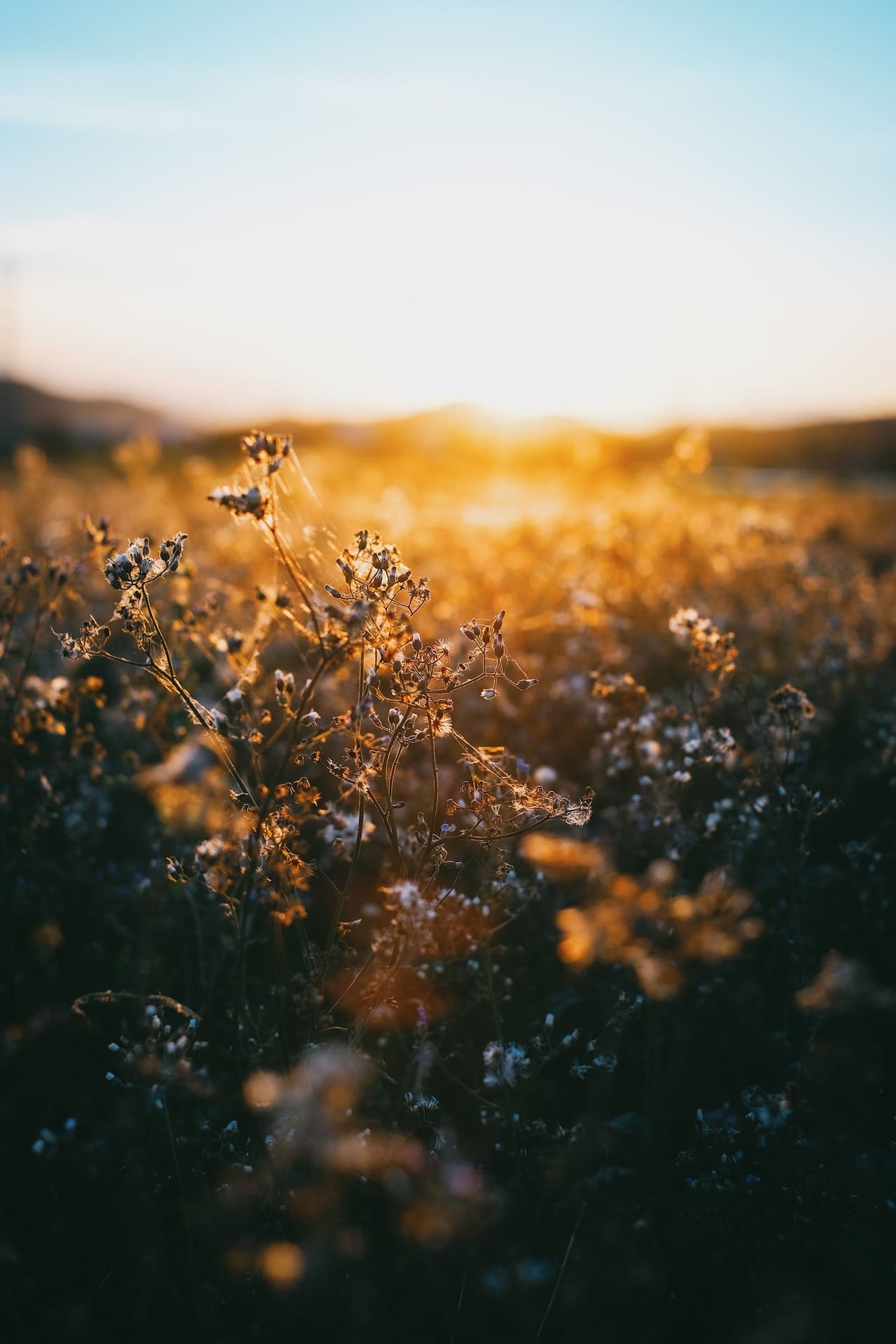 Image de TiênSinh représentant des herbes sauvages avec la lumière du soleil en arrière plan.