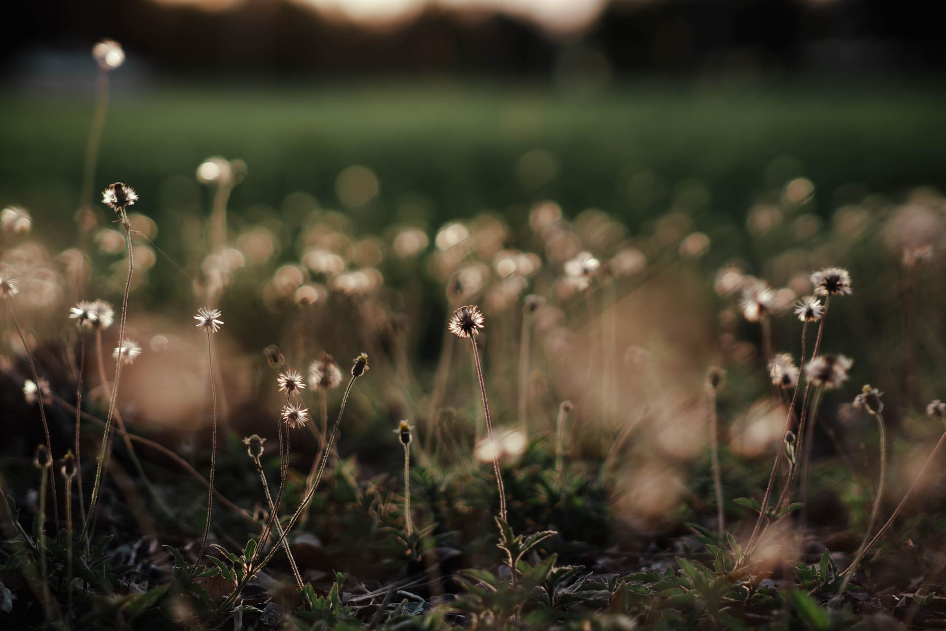 Image de Zainalin représentant des petites herbes sauvage blanches.