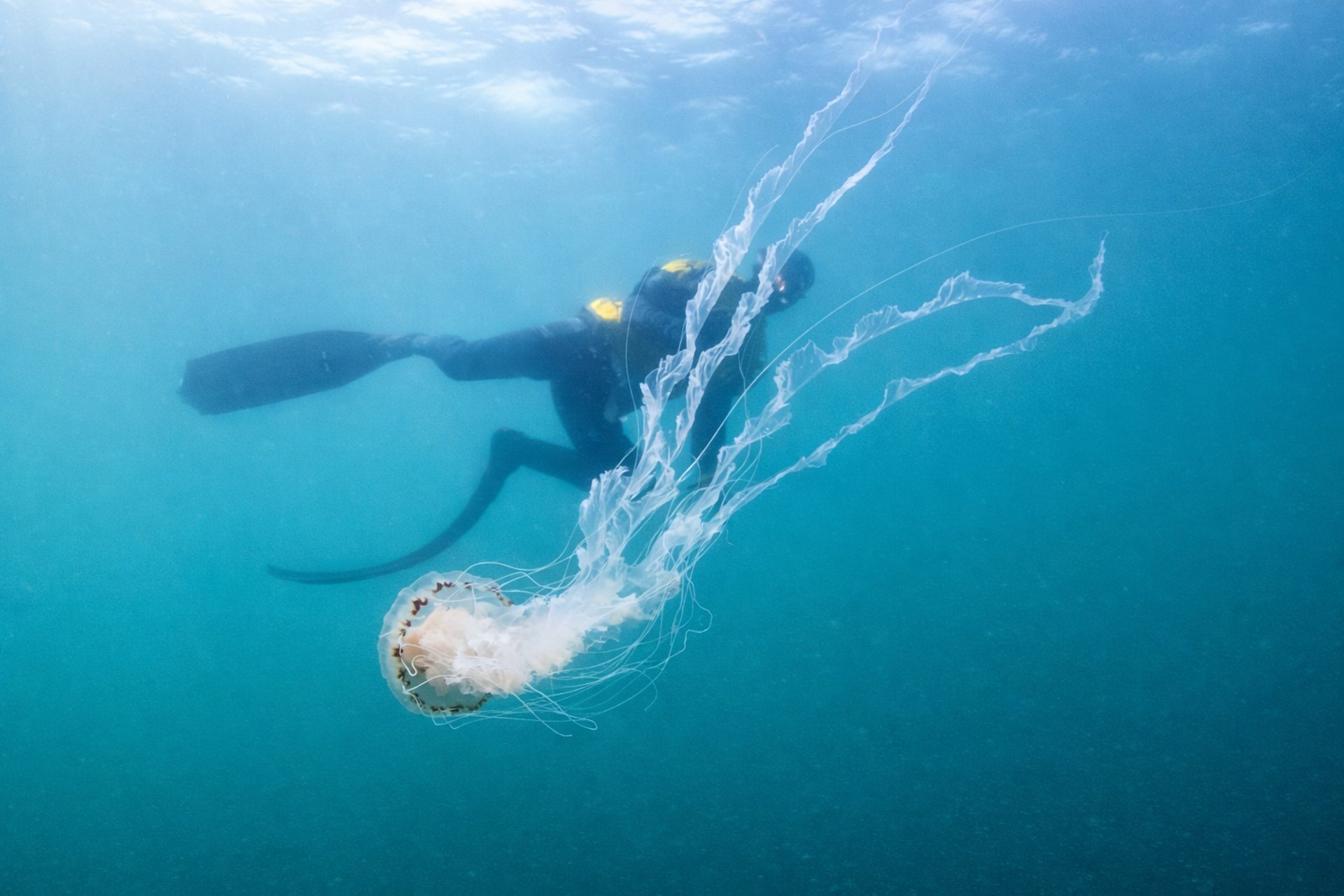 gray computer monitor