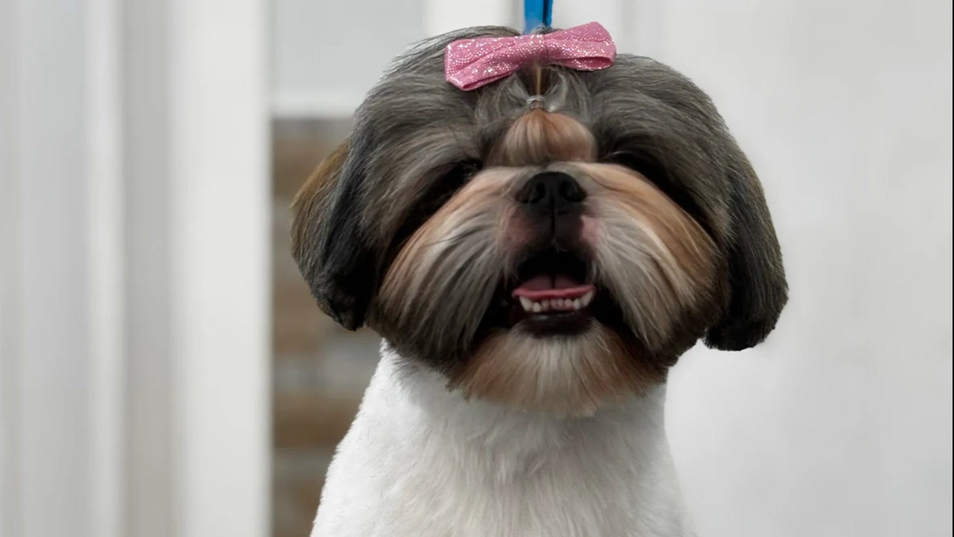 gray computer monitor