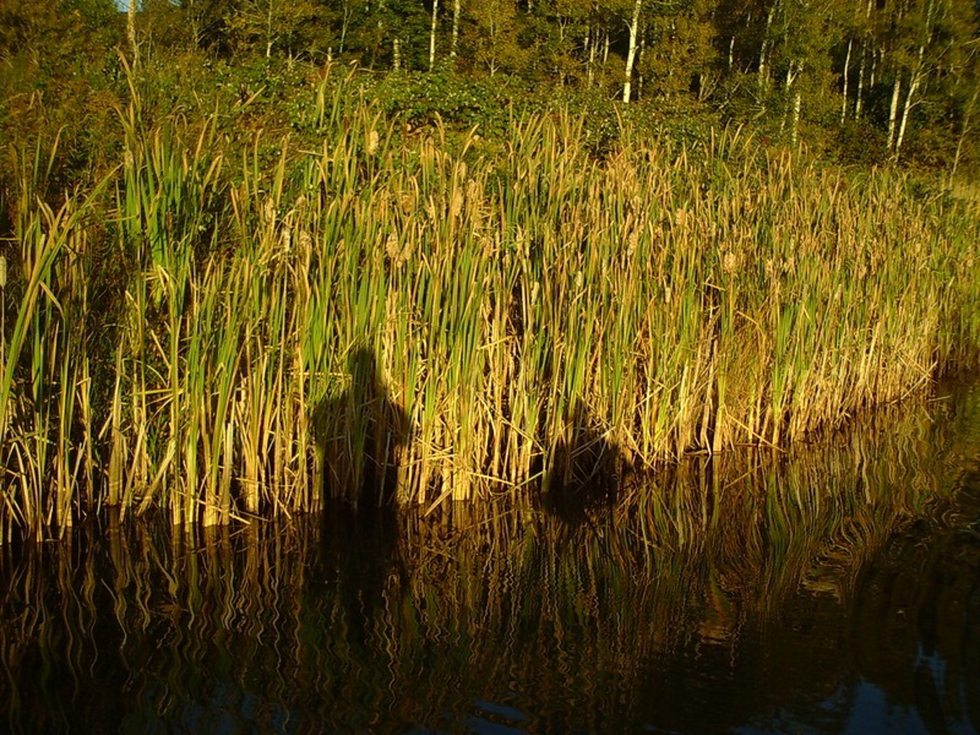 A blurry photo of a body of water