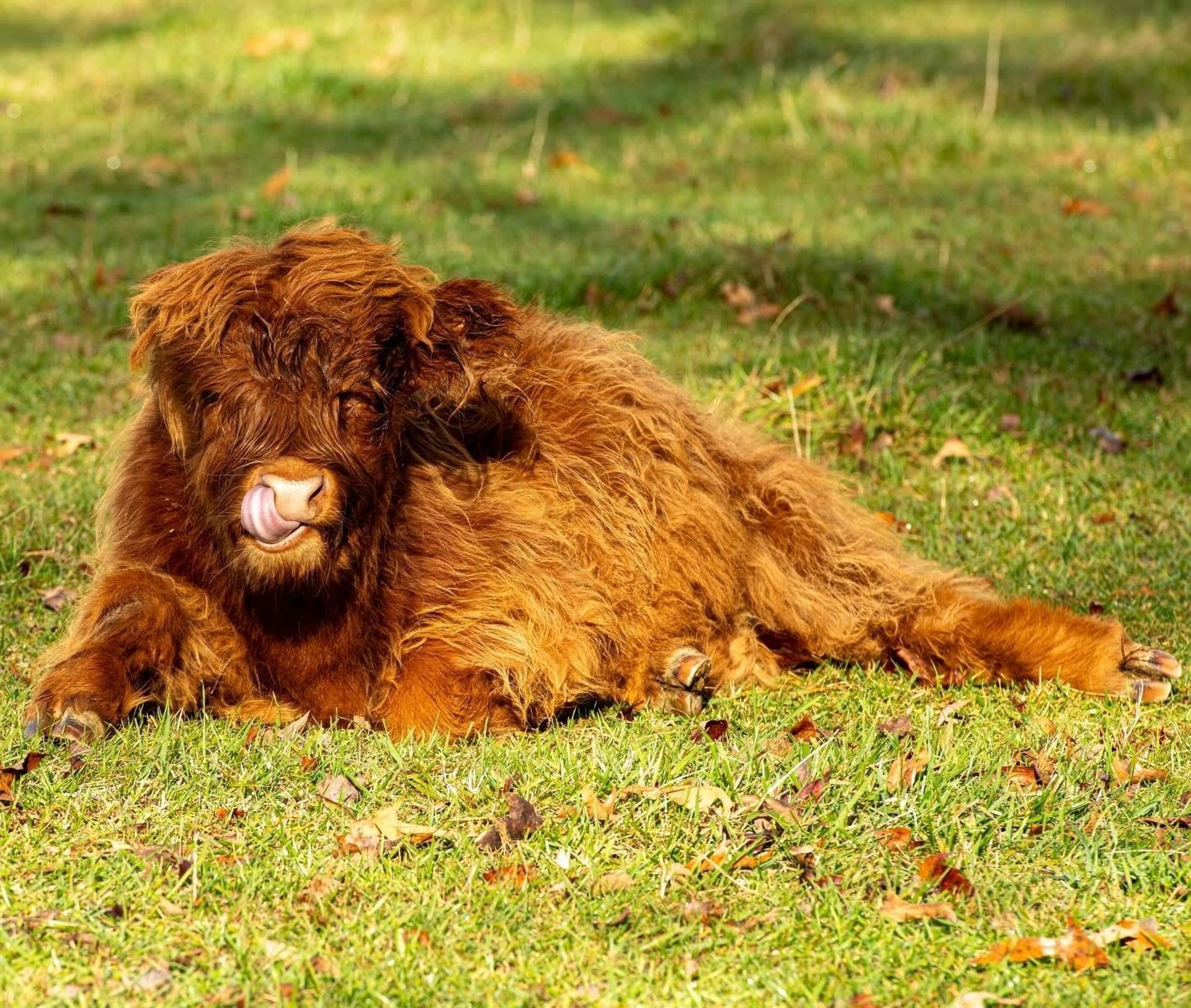 gray computer monitor