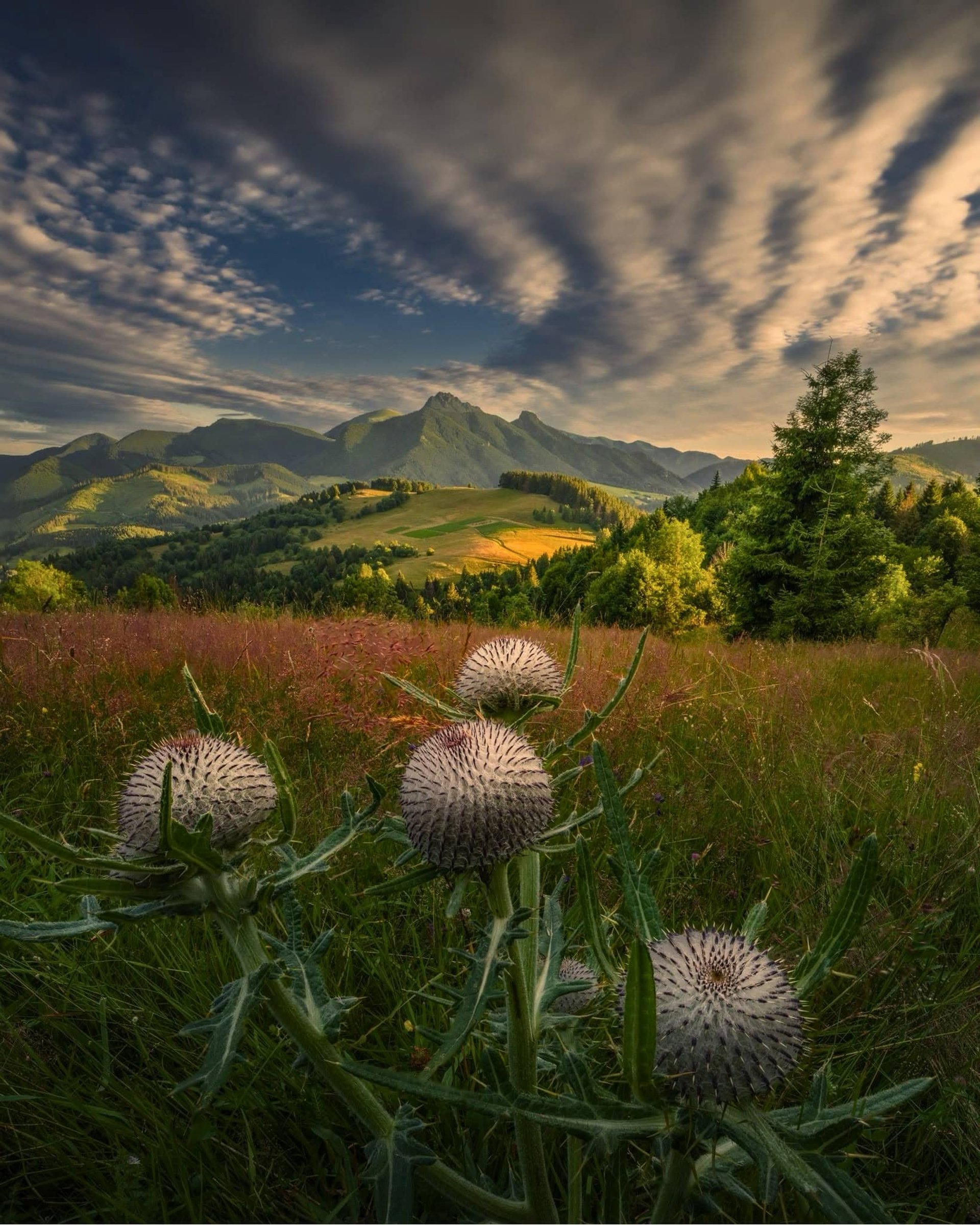 black blue and yellow textile