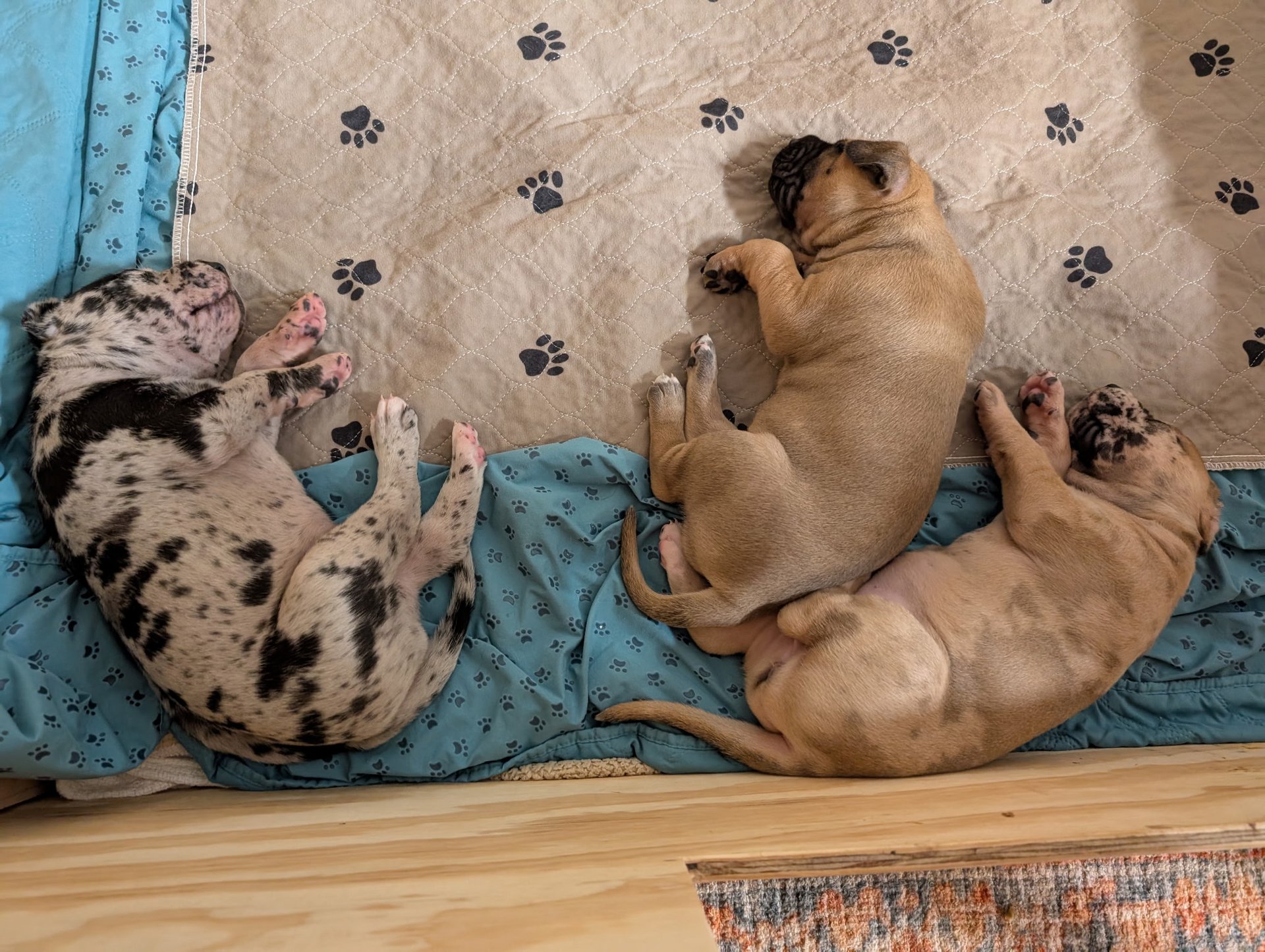 a dog lying on a bed
