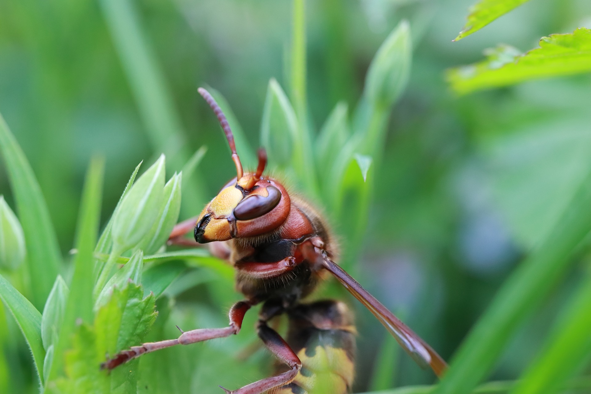 Destruction de guêpes et de frelons dans le Finistère