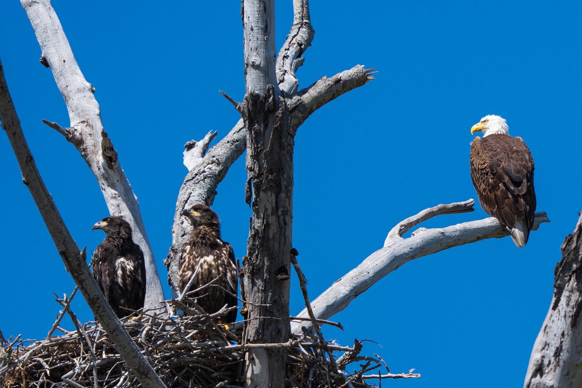 black and white bed linen