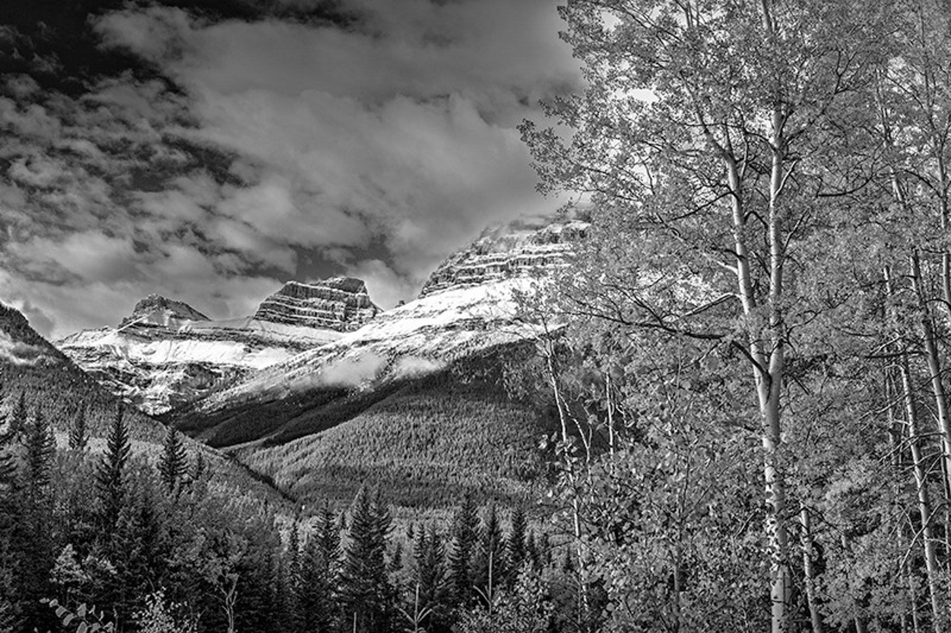 Aspens along with pine, spruce, and fir trees in the stunning Canadian Rocky Mountains with a moody sky
