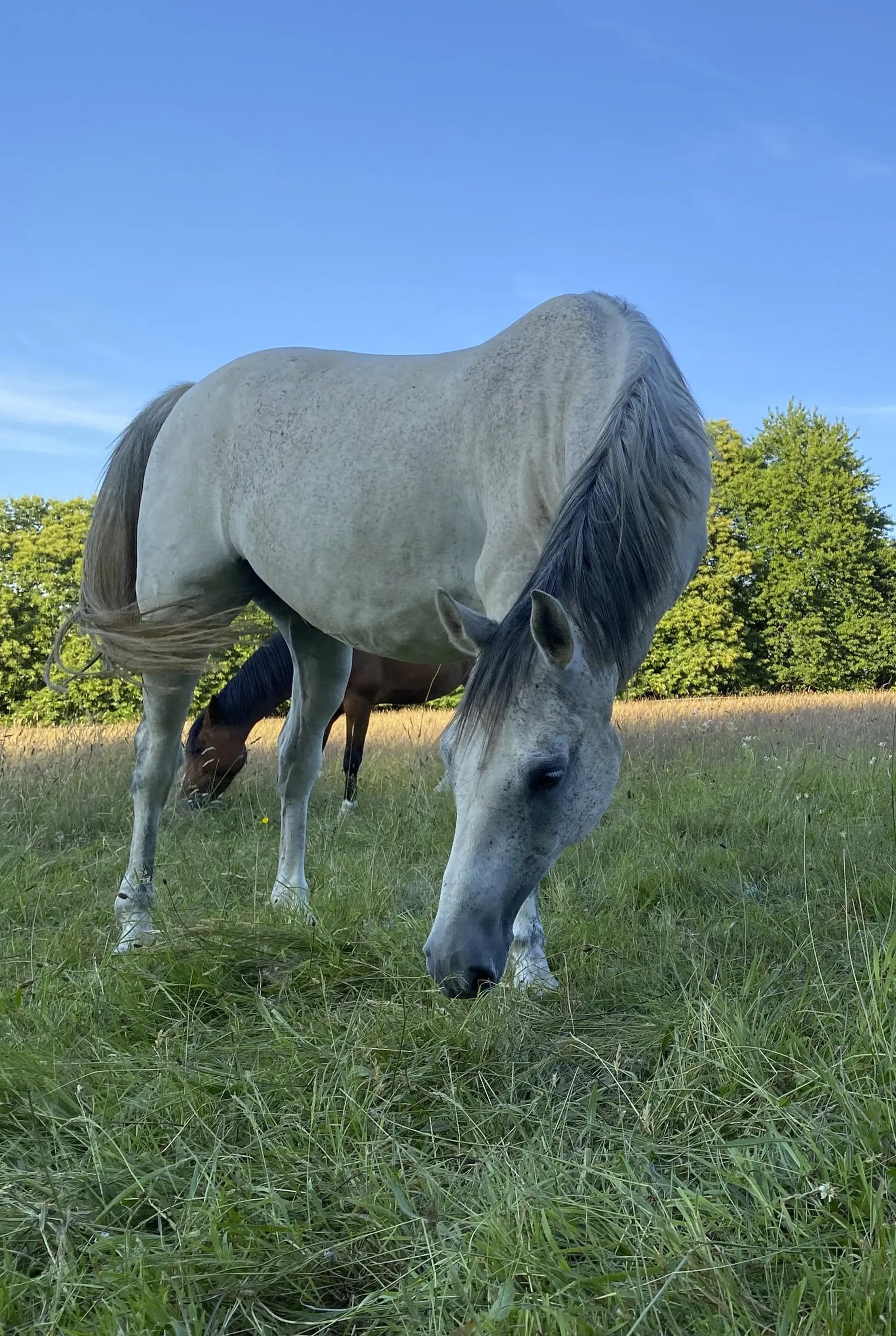 cheval blanc qui broute dans un pré avec en fond ciel bleu