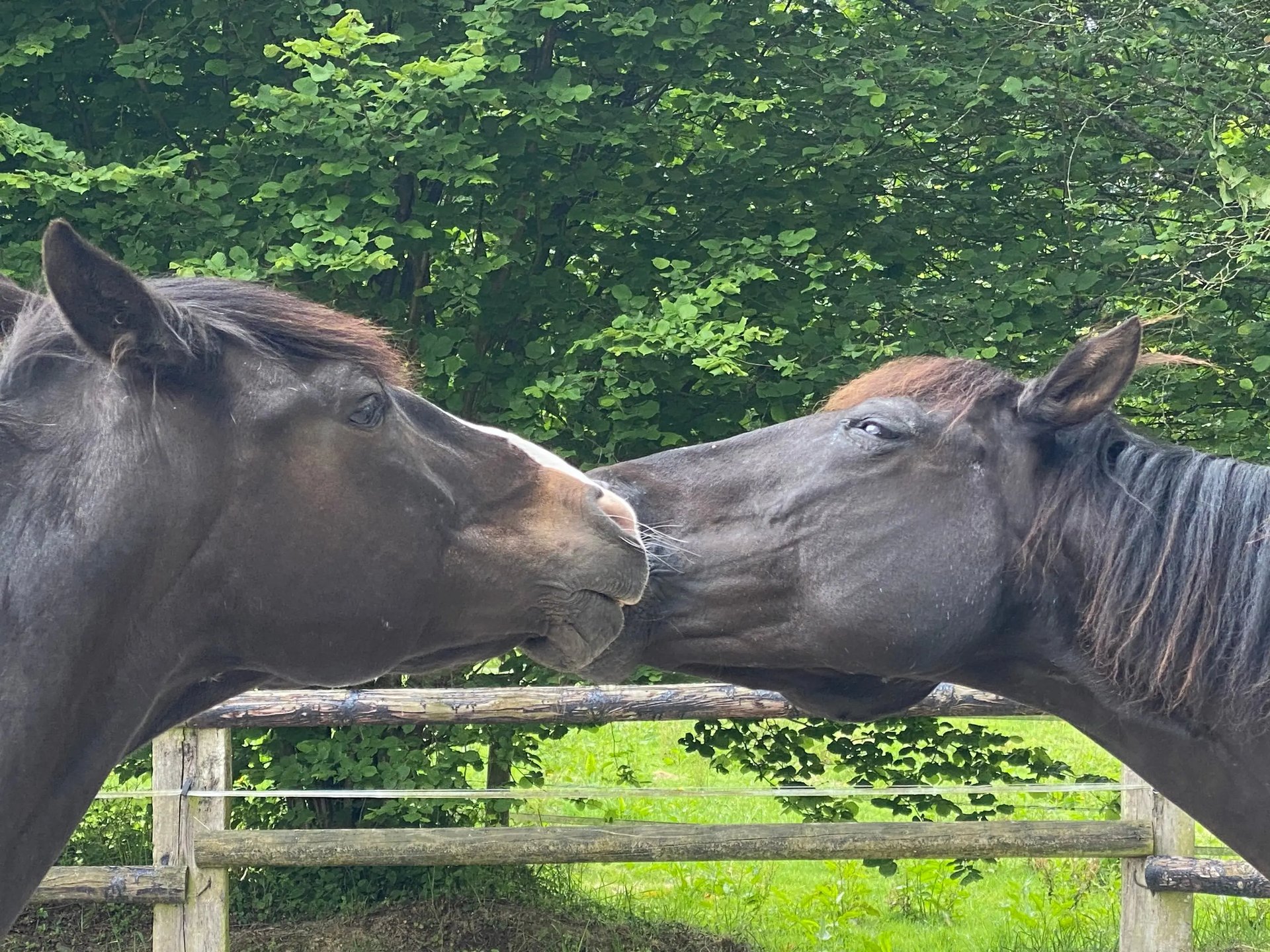 Deux chevaux noirs se font des bisous