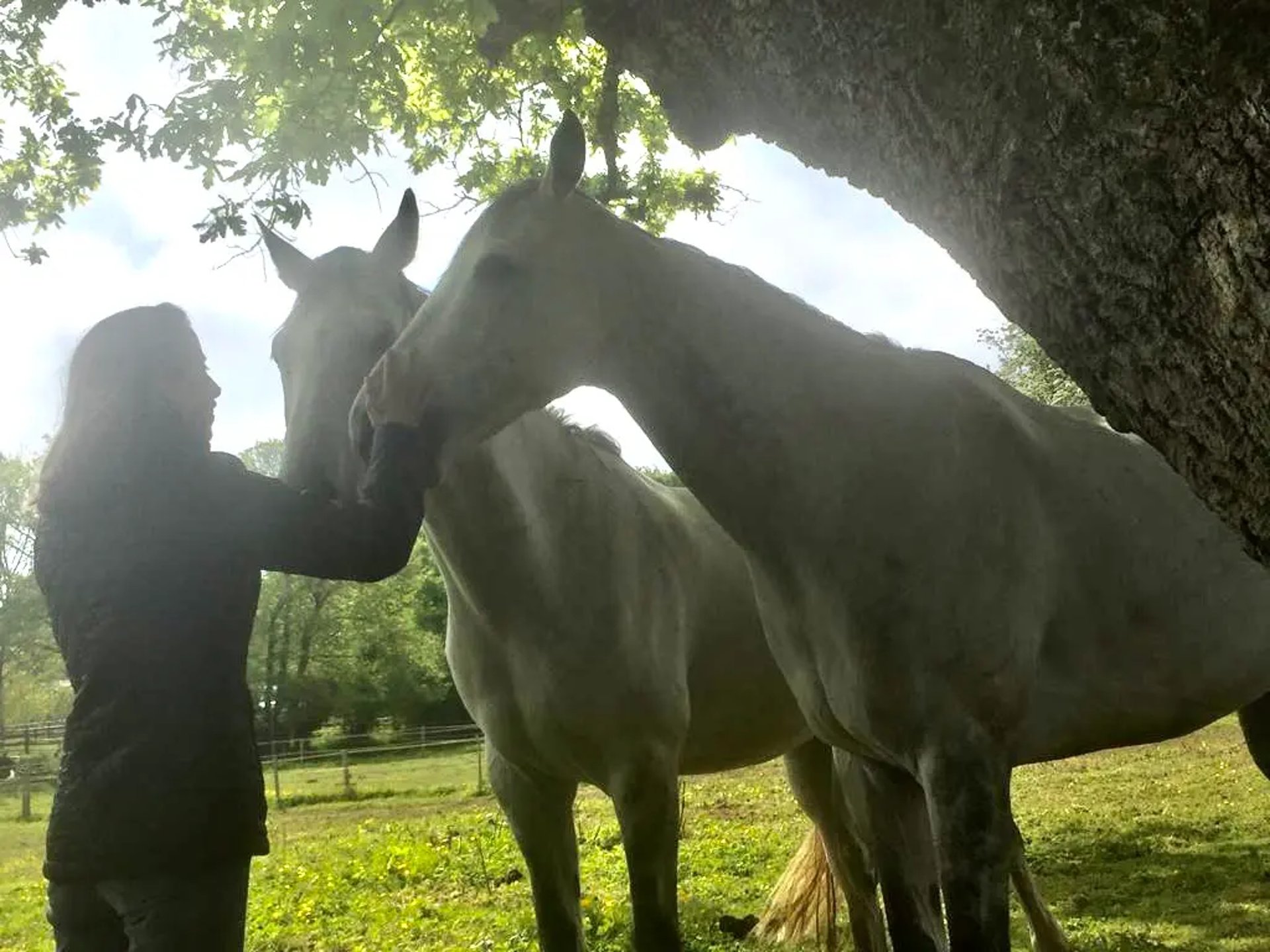 Deux chevaux blancs caressés par une femme sous un arbre