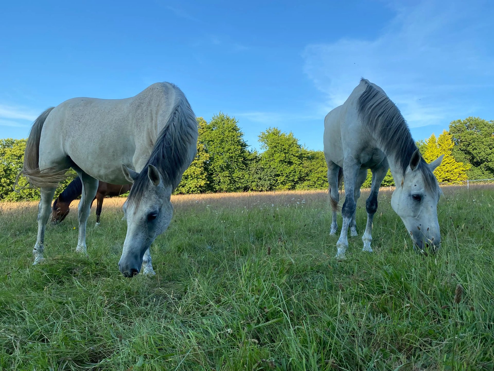 deux chevaux dans un pré qui broutent, ciel bleu, soleil, arbres vert en fond